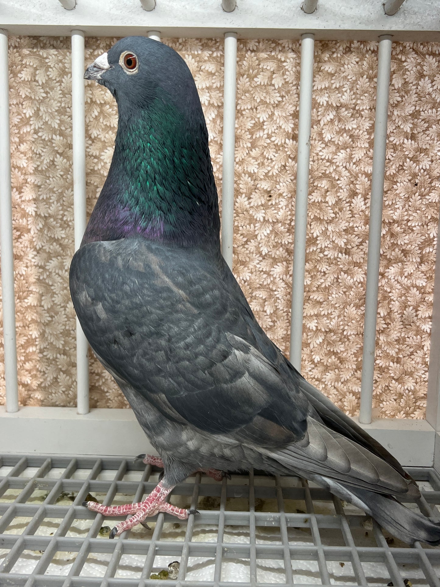 (Rubella) Racing Pigeon "GRPC 5675”
