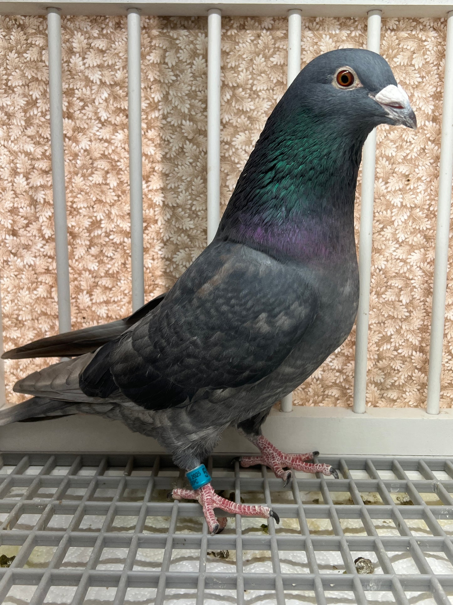 (Rubella) Racing Pigeon "GRPC 5675”