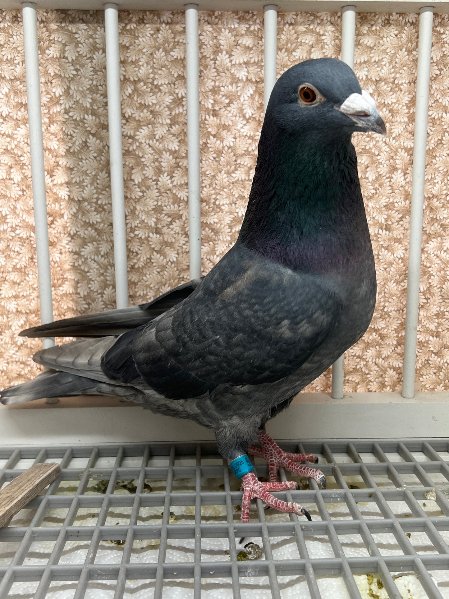 (Rubella) Racing Pigeon "GRPC 5675”