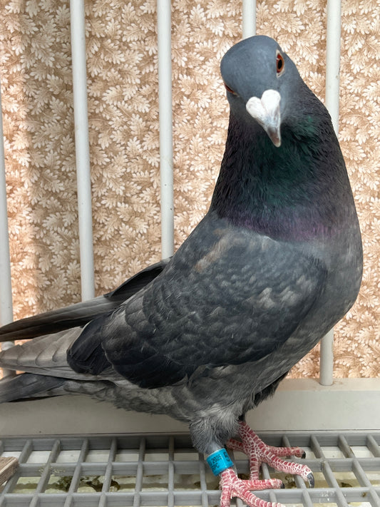 (Rubella) Racing Pigeon "GRPC 5675”