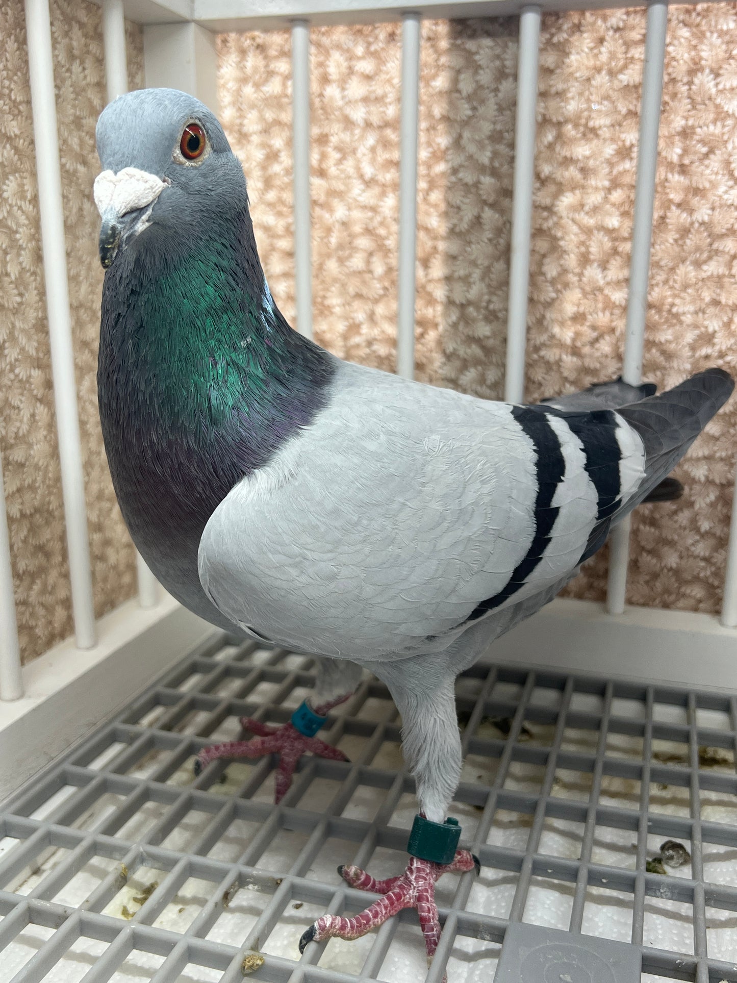 Racing pigeon "RRL 327”