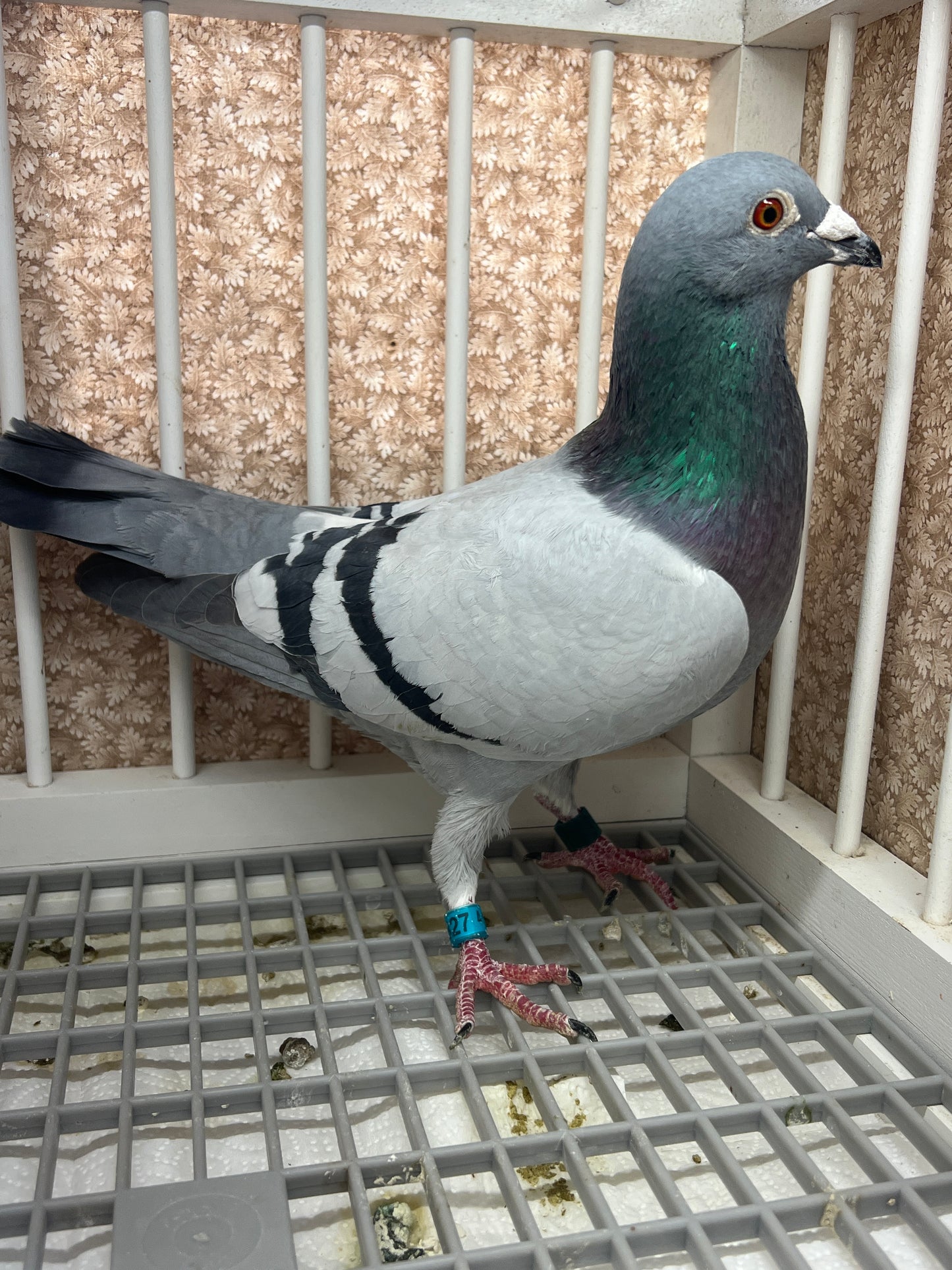 Racing pigeon "RRL 327”