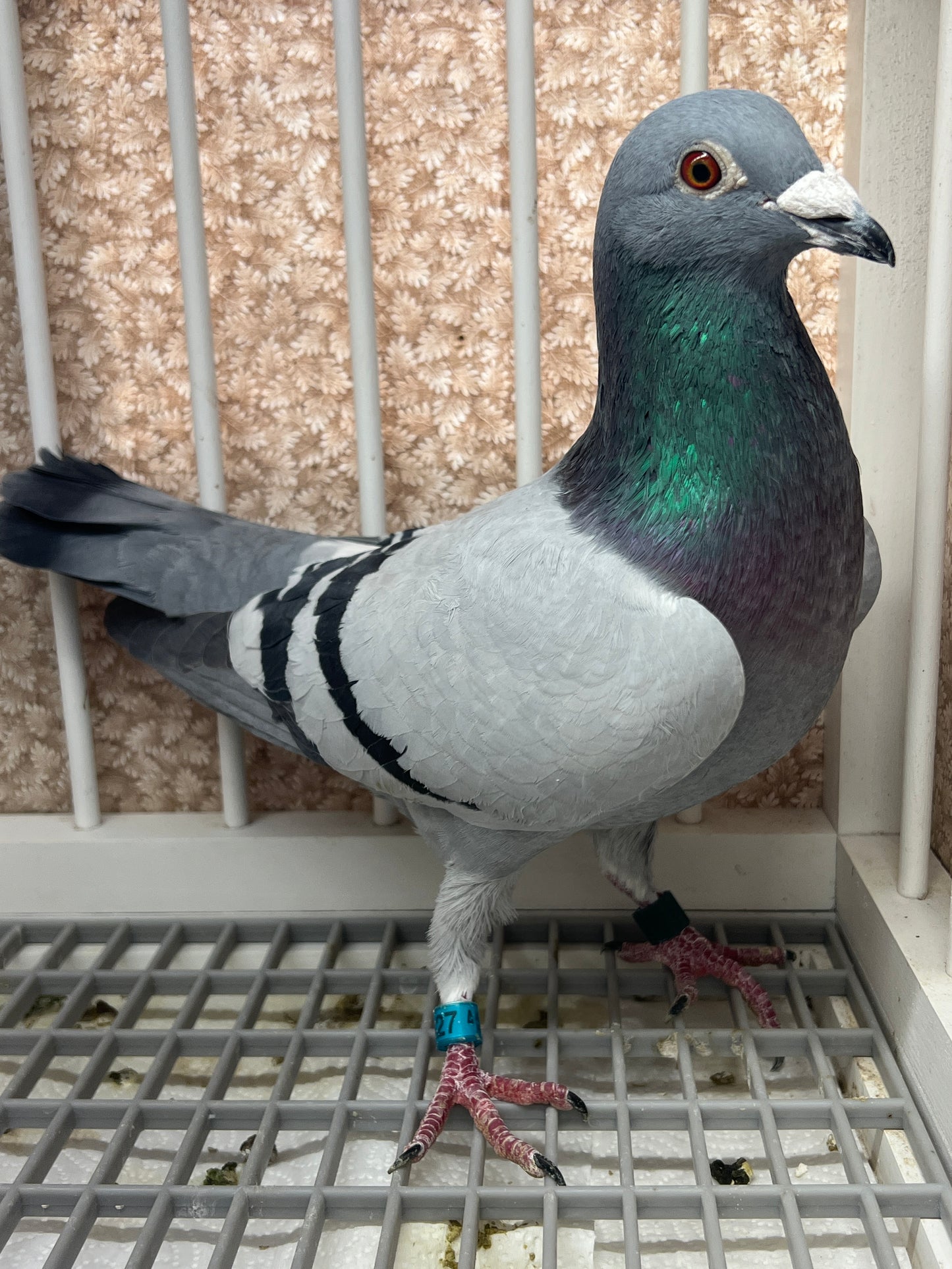 Racing pigeon "RRL 327”