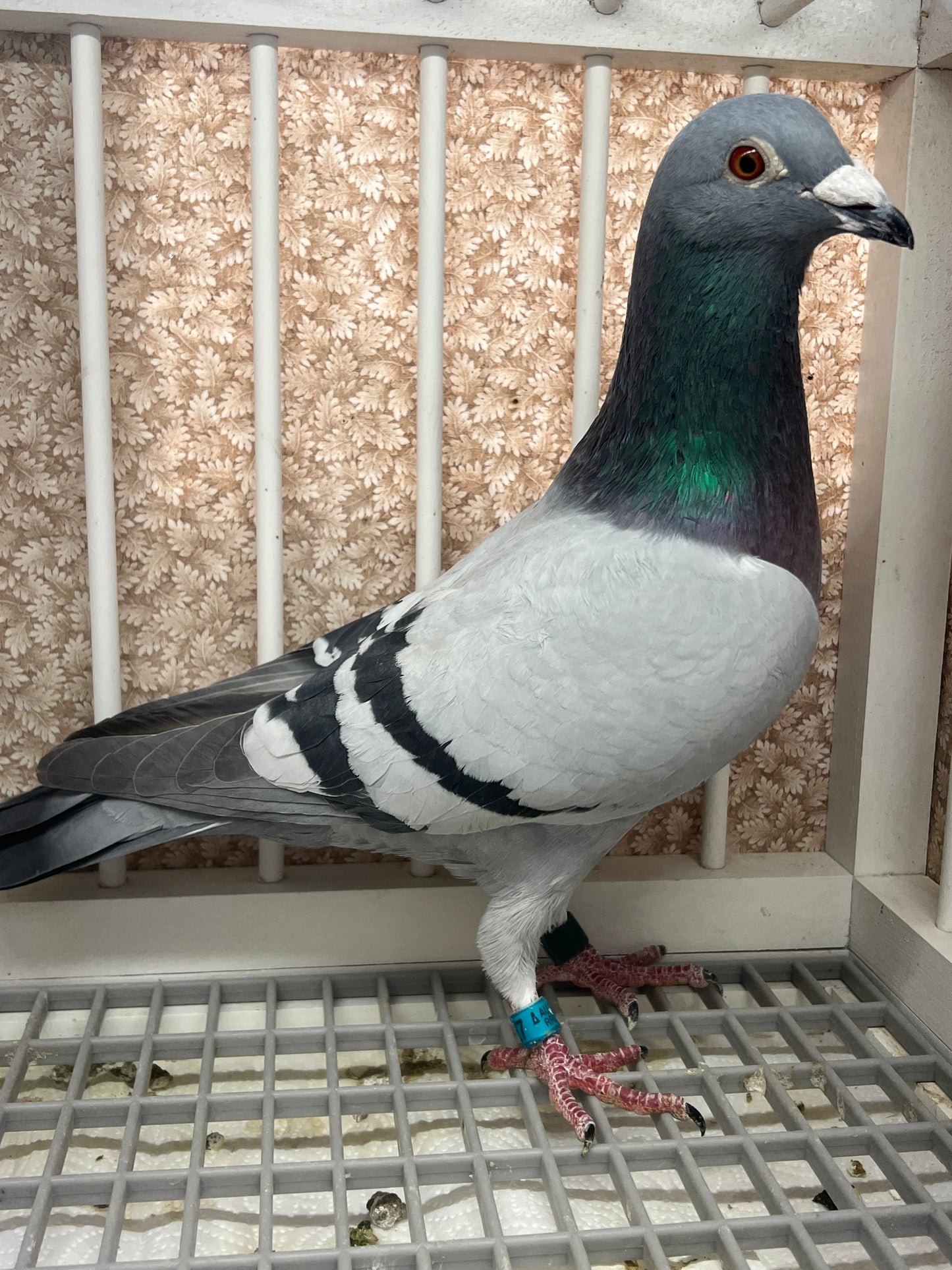 Racing pigeon "RRL 327”