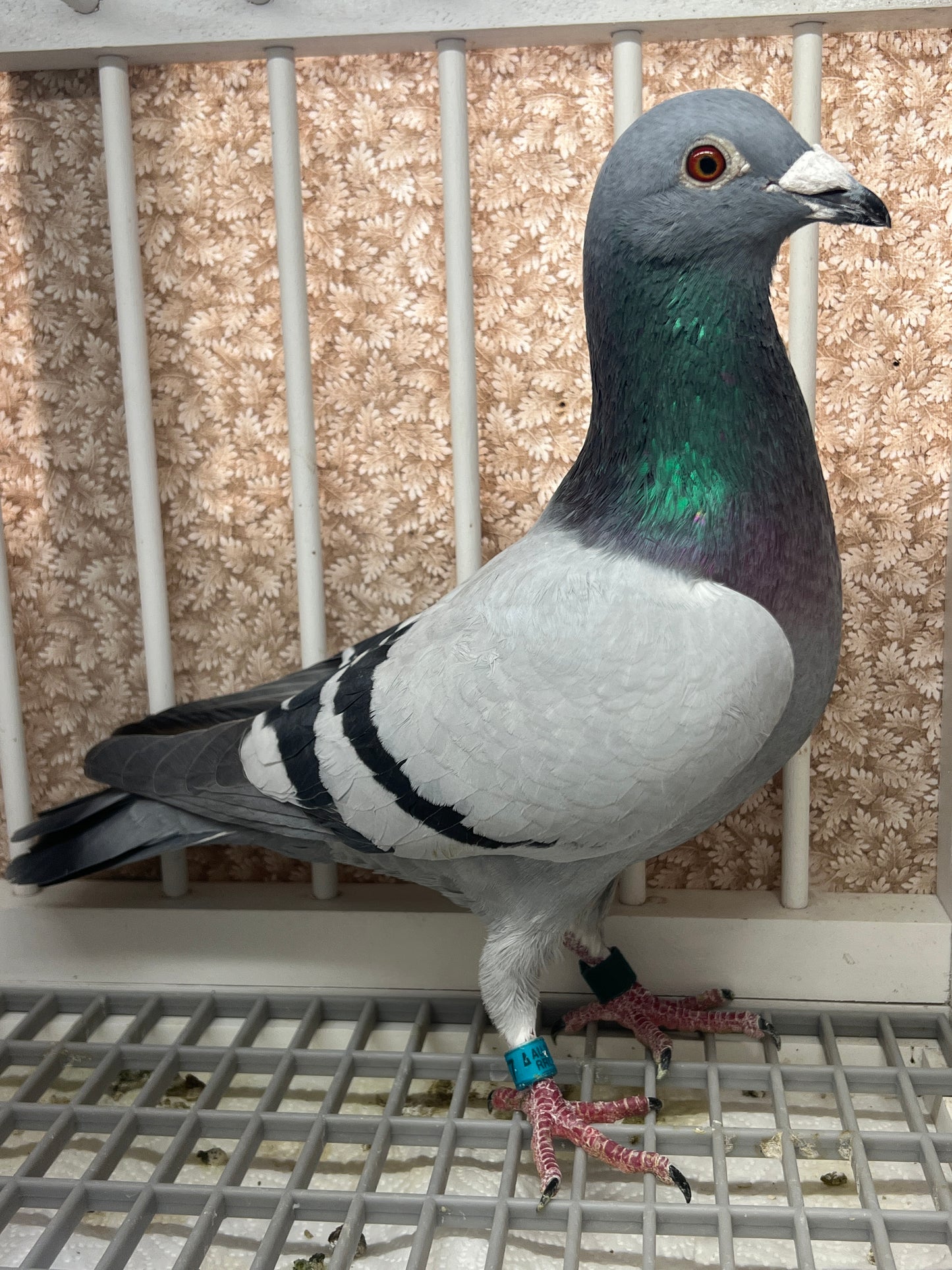 Racing pigeon "RRL 327”