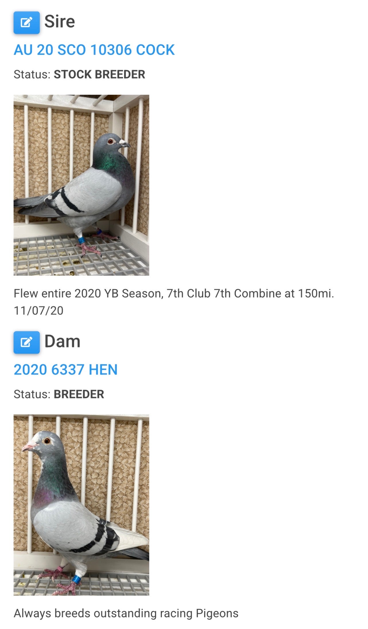 Racing pigeon "RRL 327”