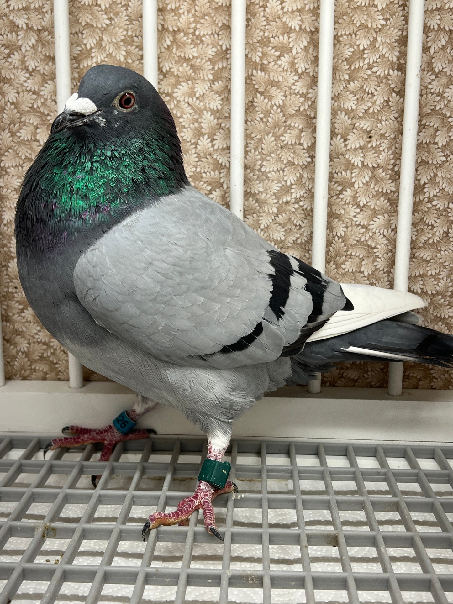 (Greek/Ludo)Racing Pigeon (RRL 326)