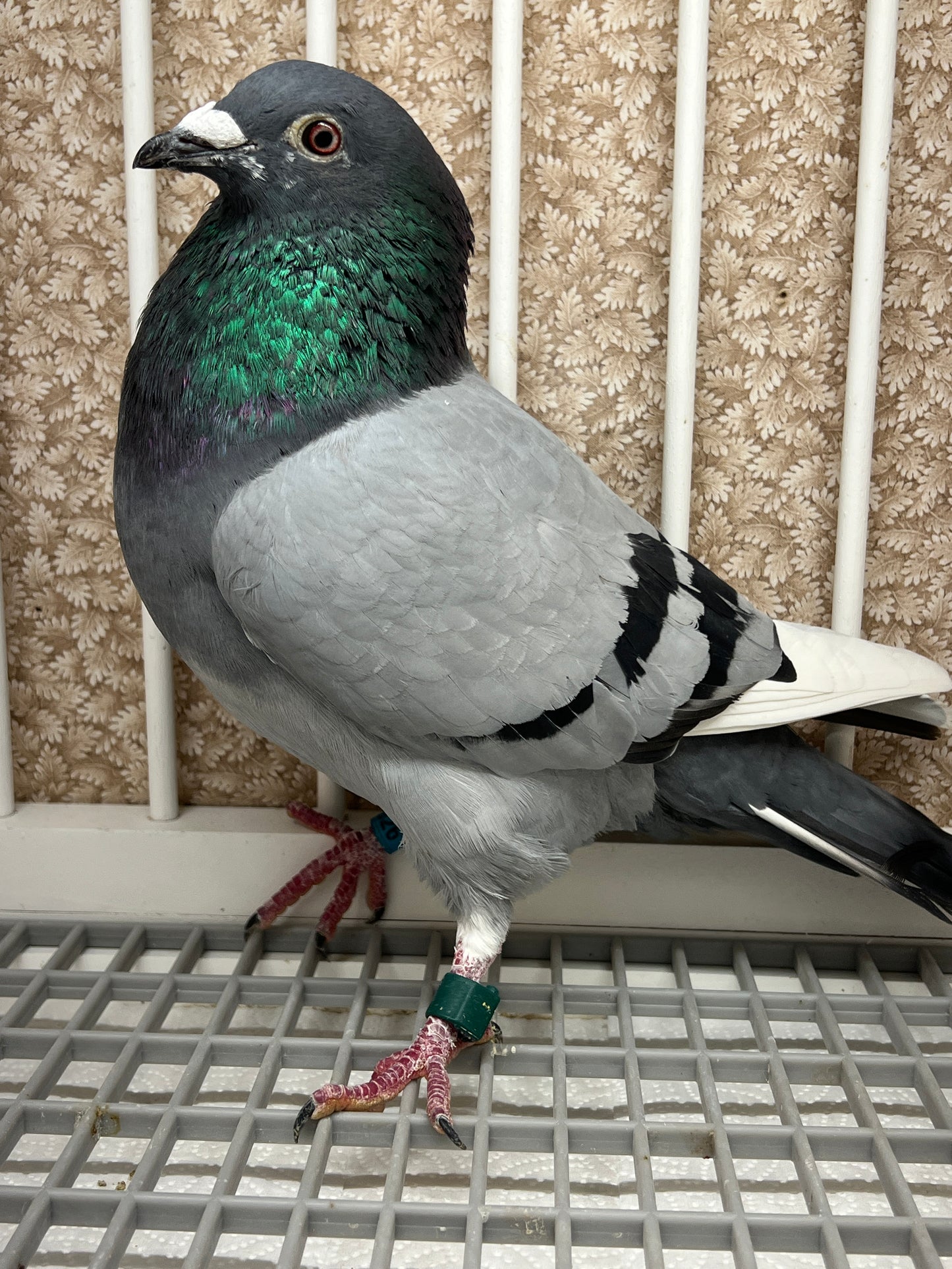 (Greek/Ludo)Racing Pigeon (RRL 326)