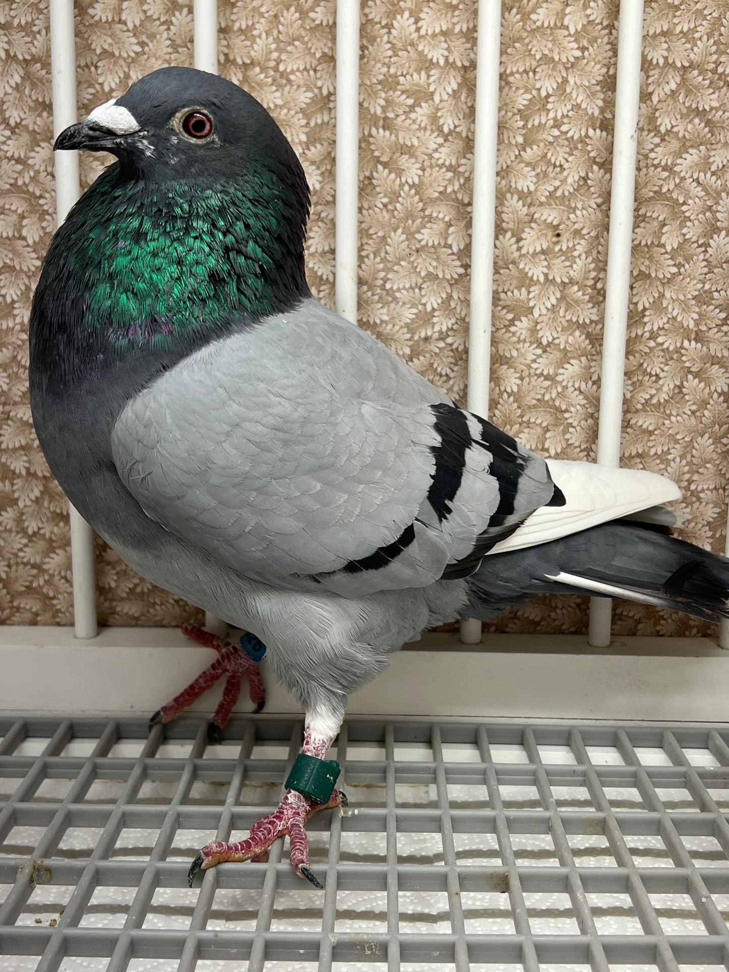 (Greek/Ludo)Racing Pigeon (RRL 326)