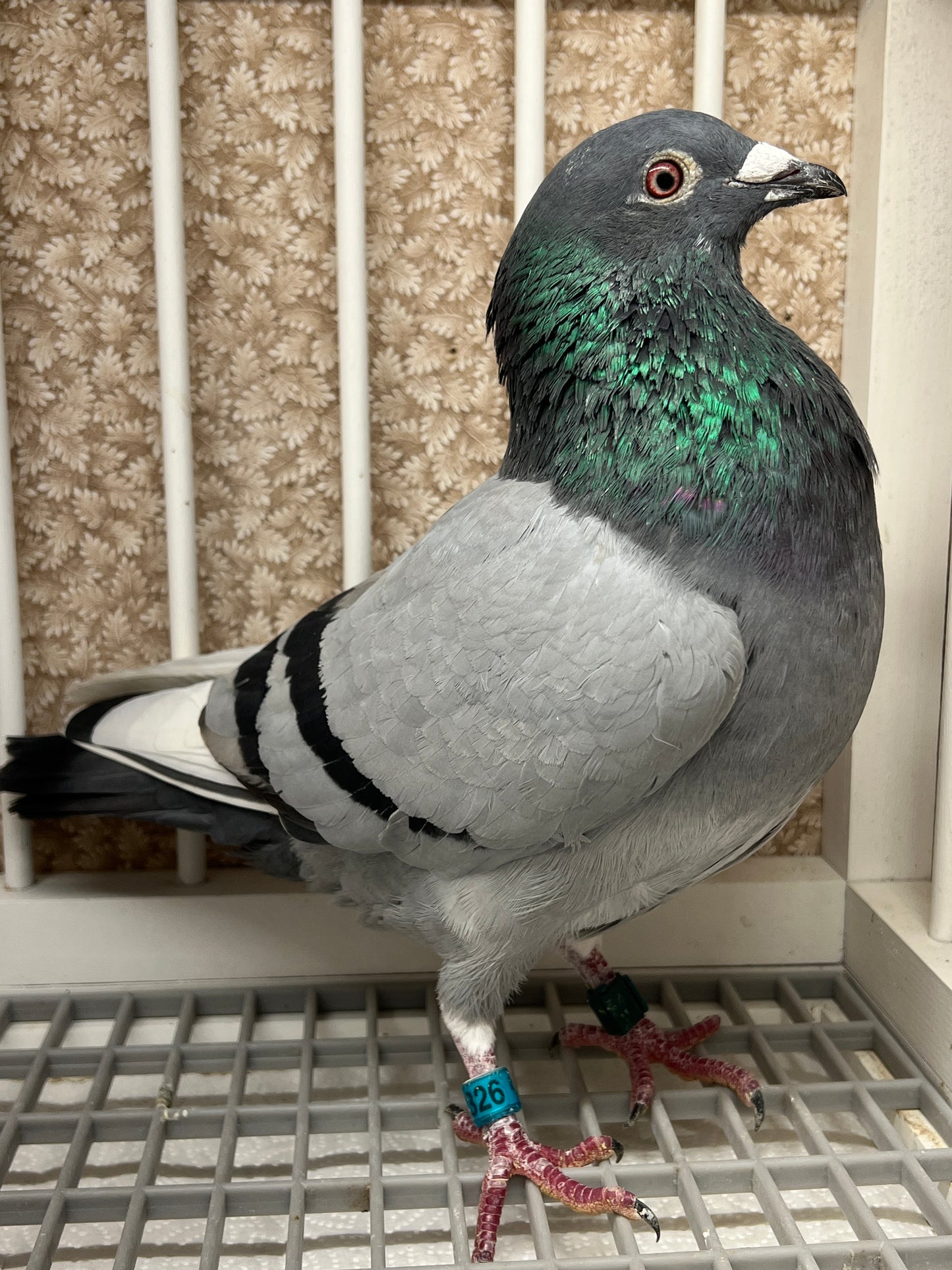 (Greek/Ludo)Racing Pigeon (RRL 326)