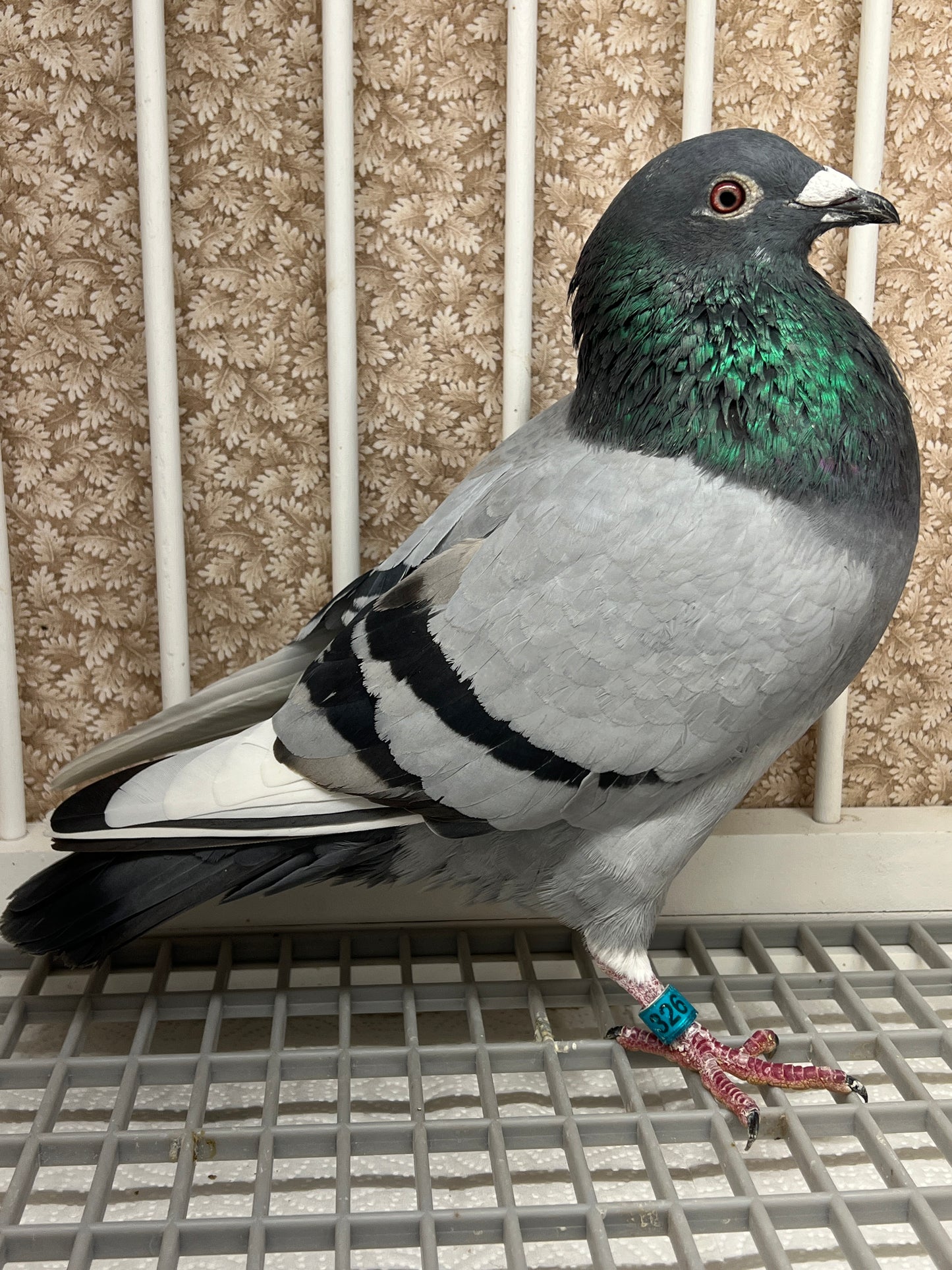 (Greek/Ludo)Racing Pigeon (RRL 326)