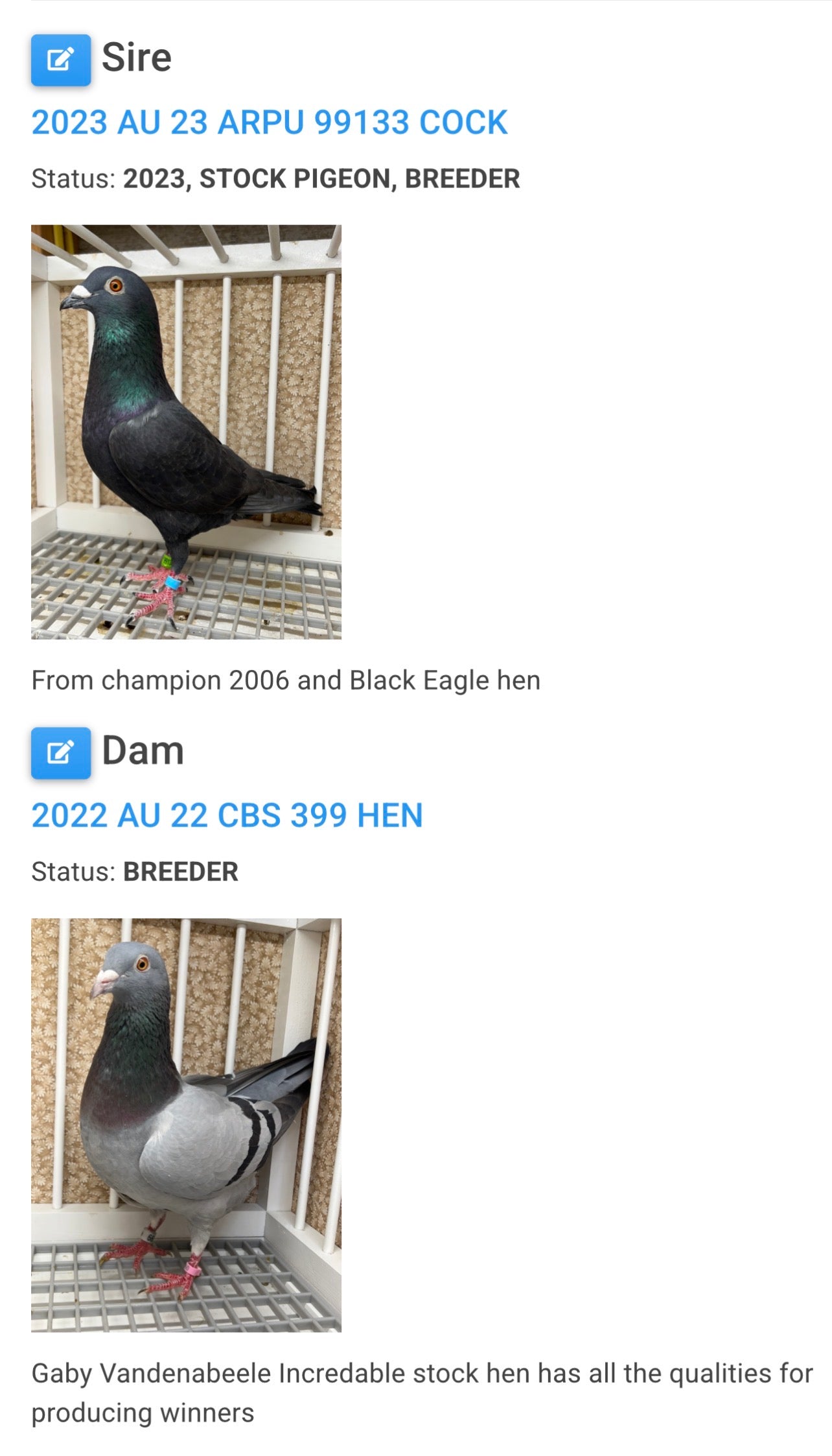 Racing Pigeon "RRL 342”
