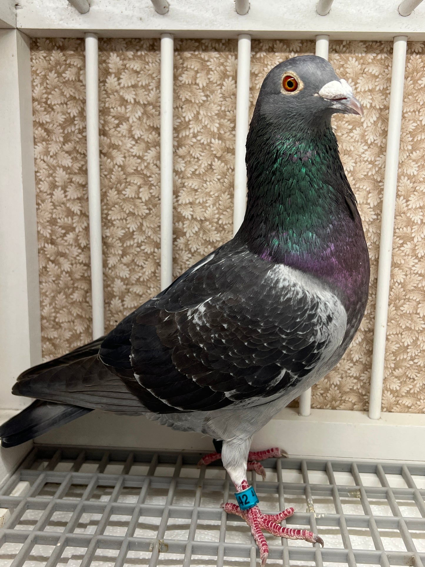 Racing Pigeon "RRL 342”