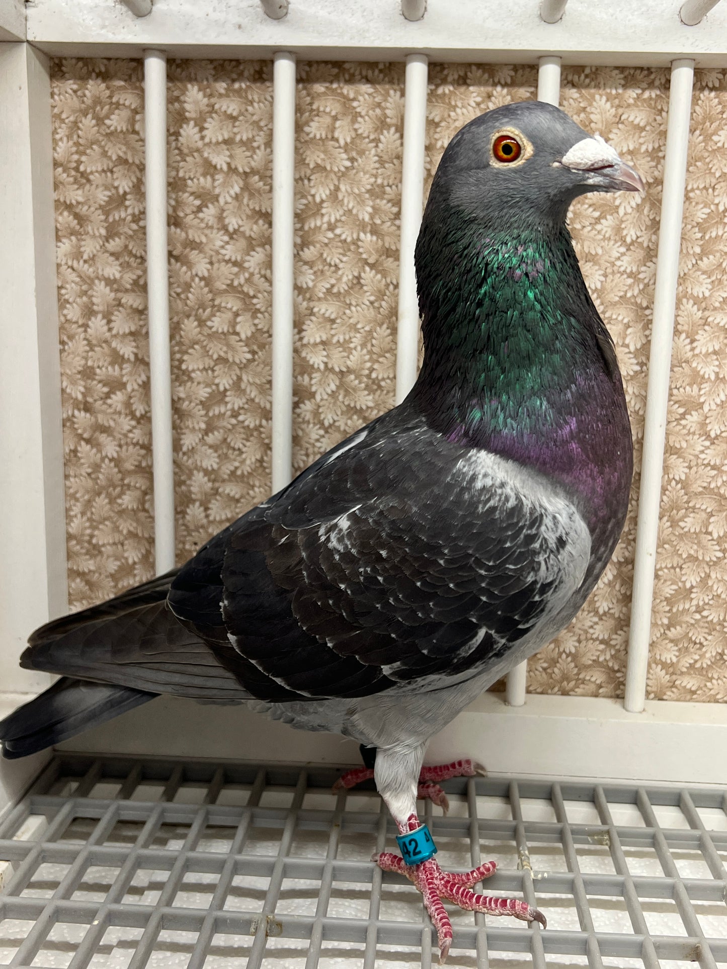 Racing Pigeon "RRL 342”