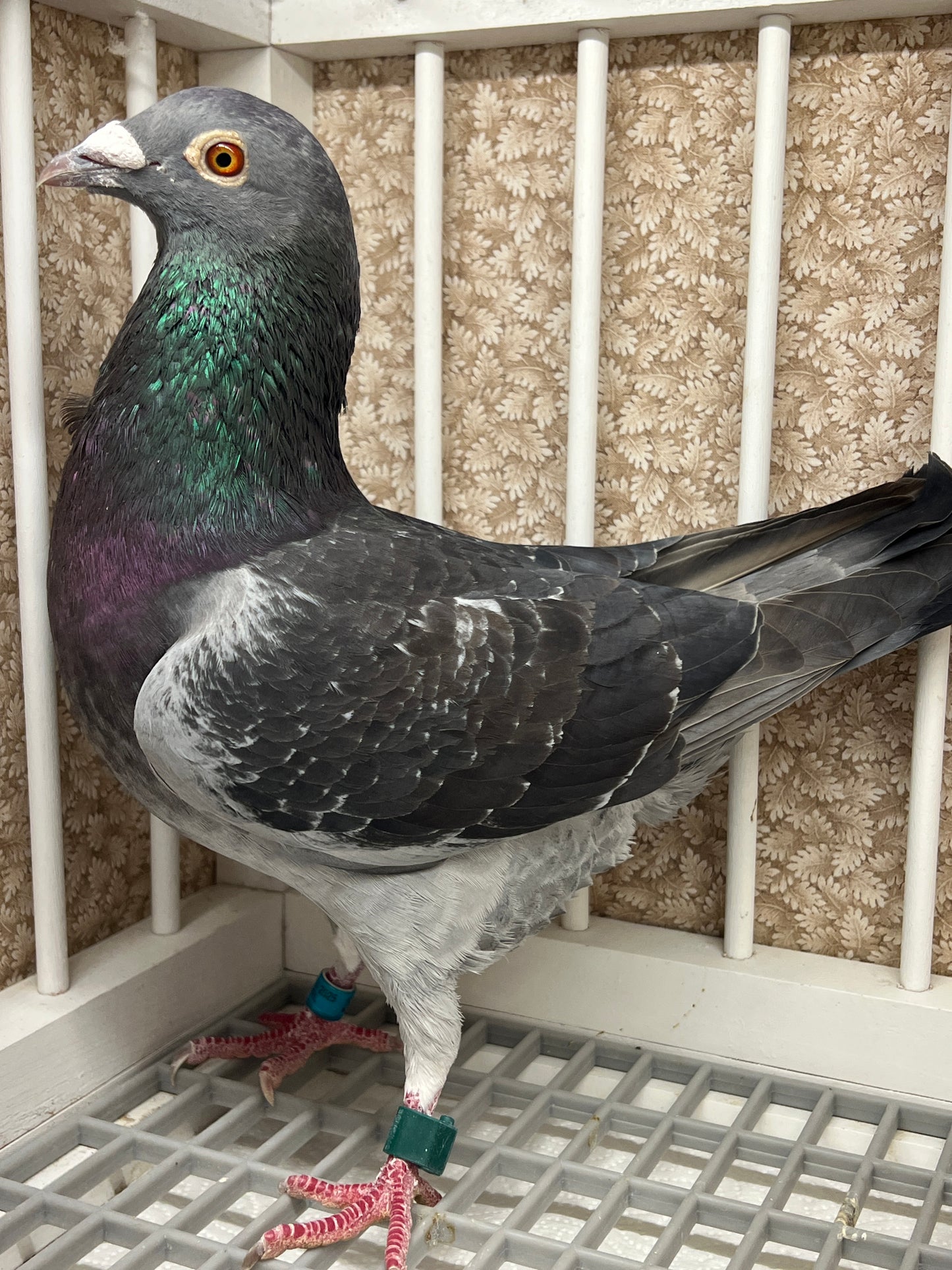 Racing Pigeon "RRL 342”