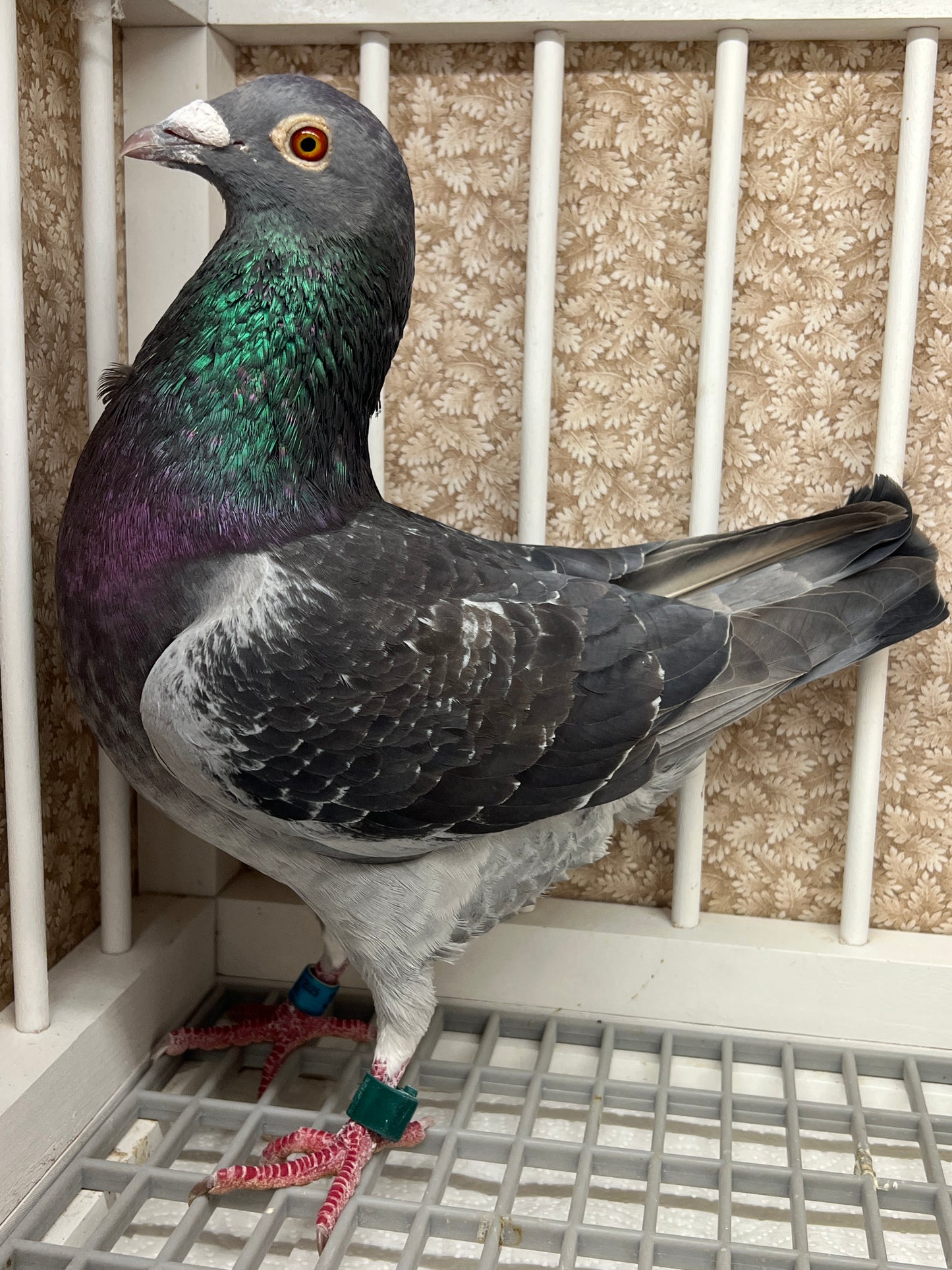 Racing Pigeon "RRL 342”