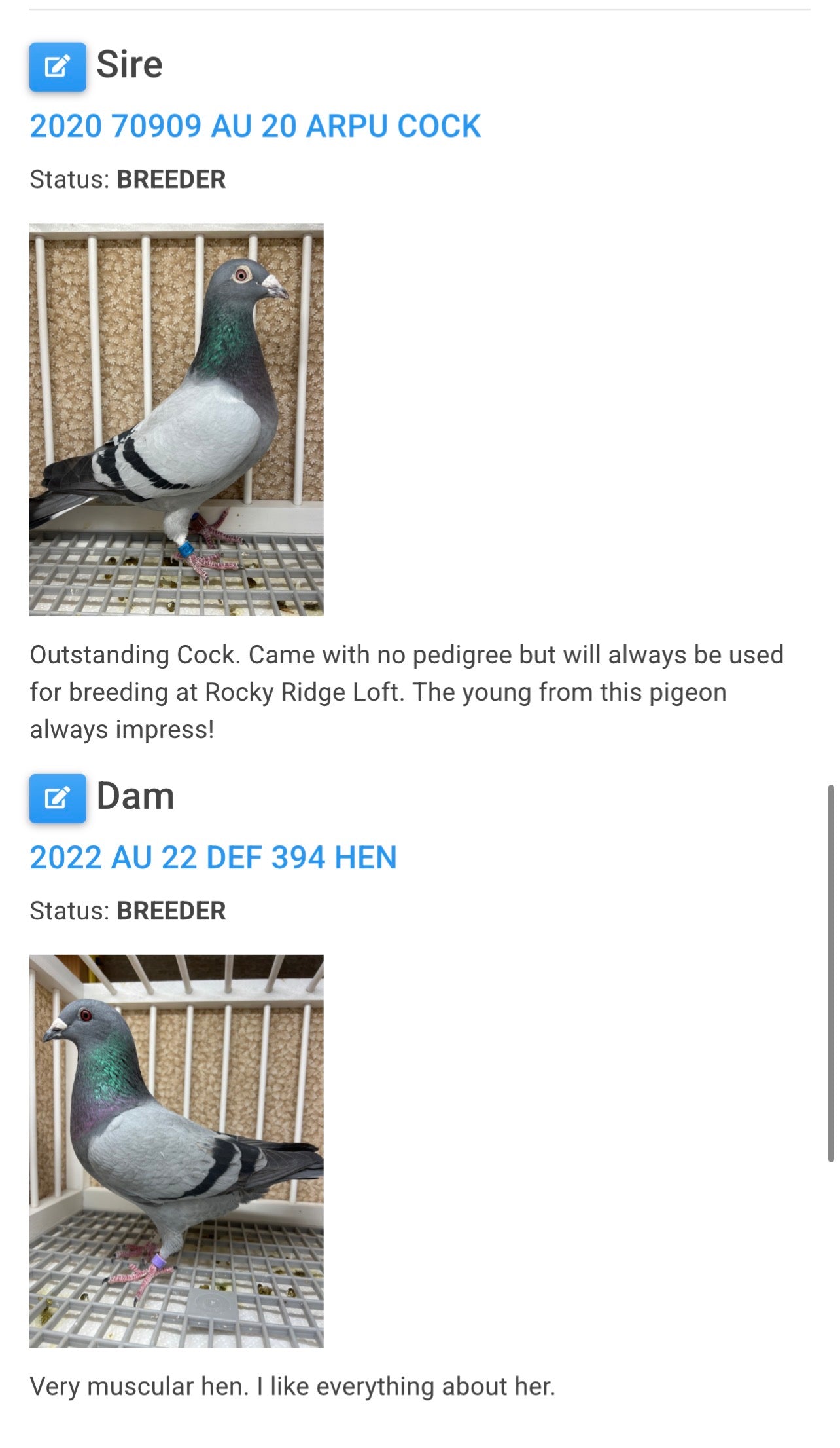 Houben/Janssen Racing Pigeon "RRL 321”