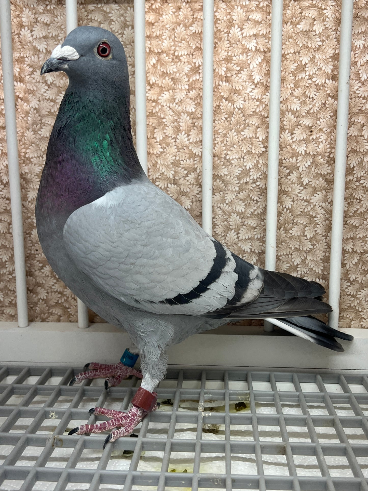 Houben/Janssen Racing Pigeon "RRL 321”