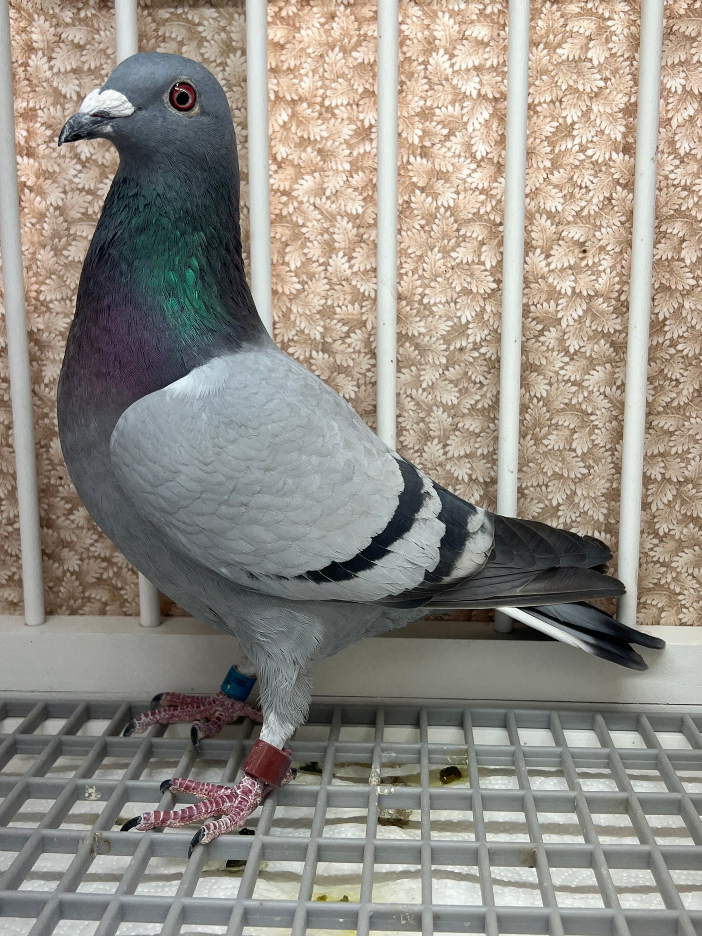 Houben/Janssen Racing Pigeon "RRL 321”