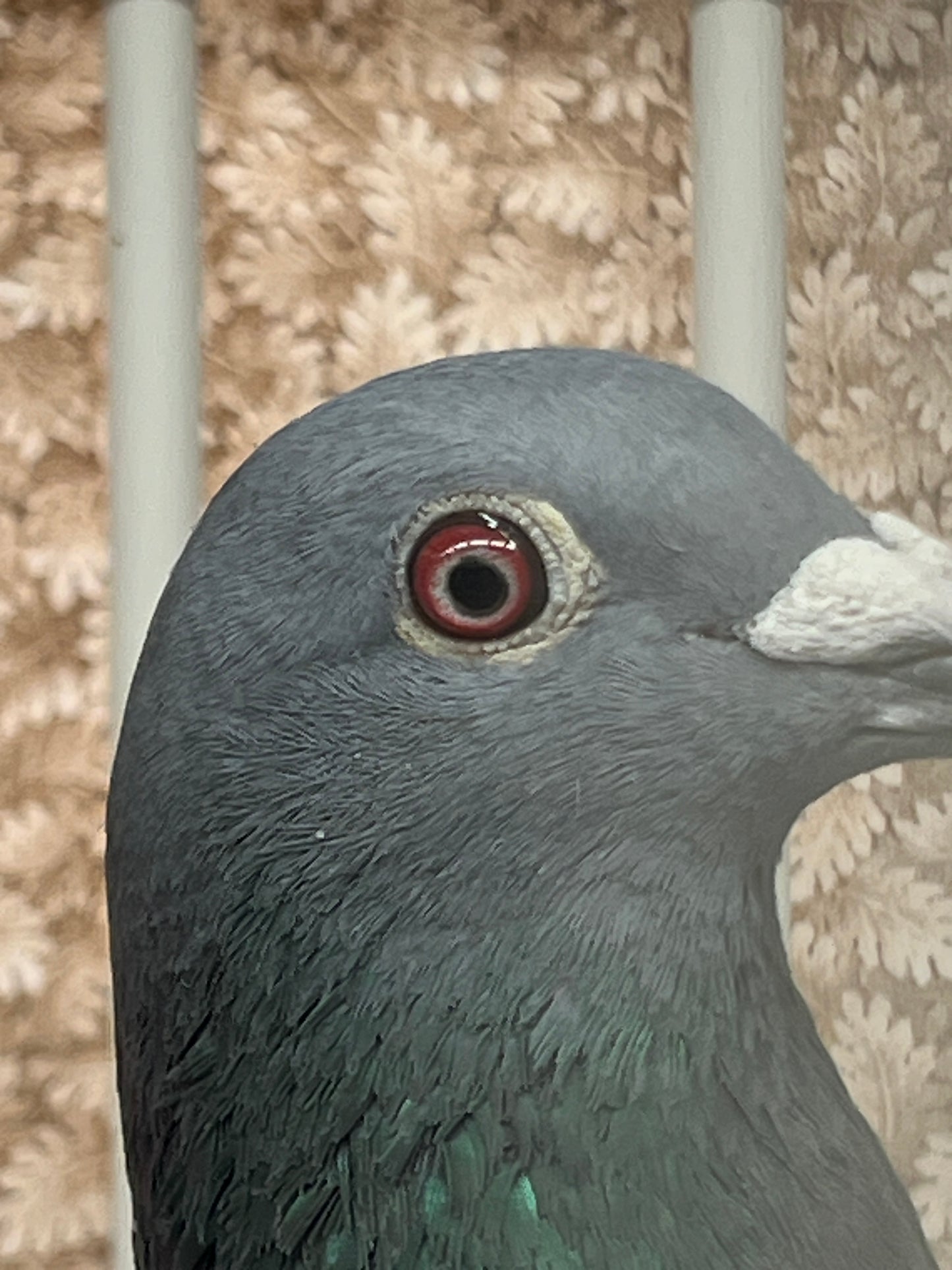 Houben/Janssen Racing Pigeon "RRL 321”