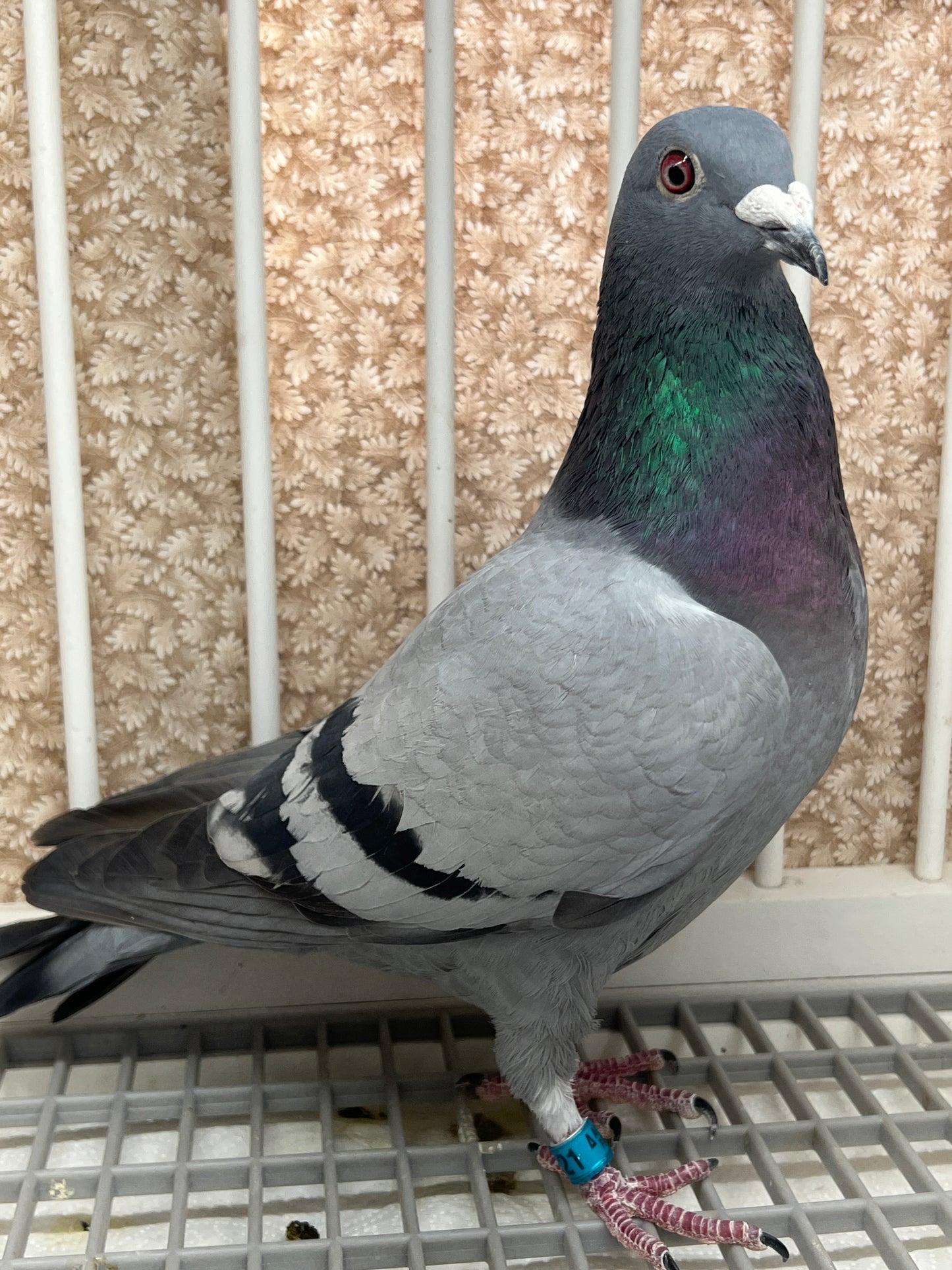 Houben/Janssen Racing Pigeon "RRL 321”