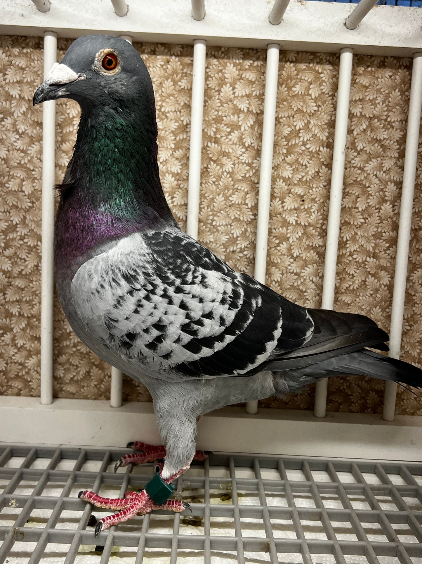 Racing Pigeon "RRL 405”
