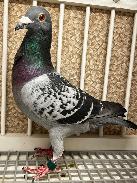 Racing Pigeon "RRL 405”