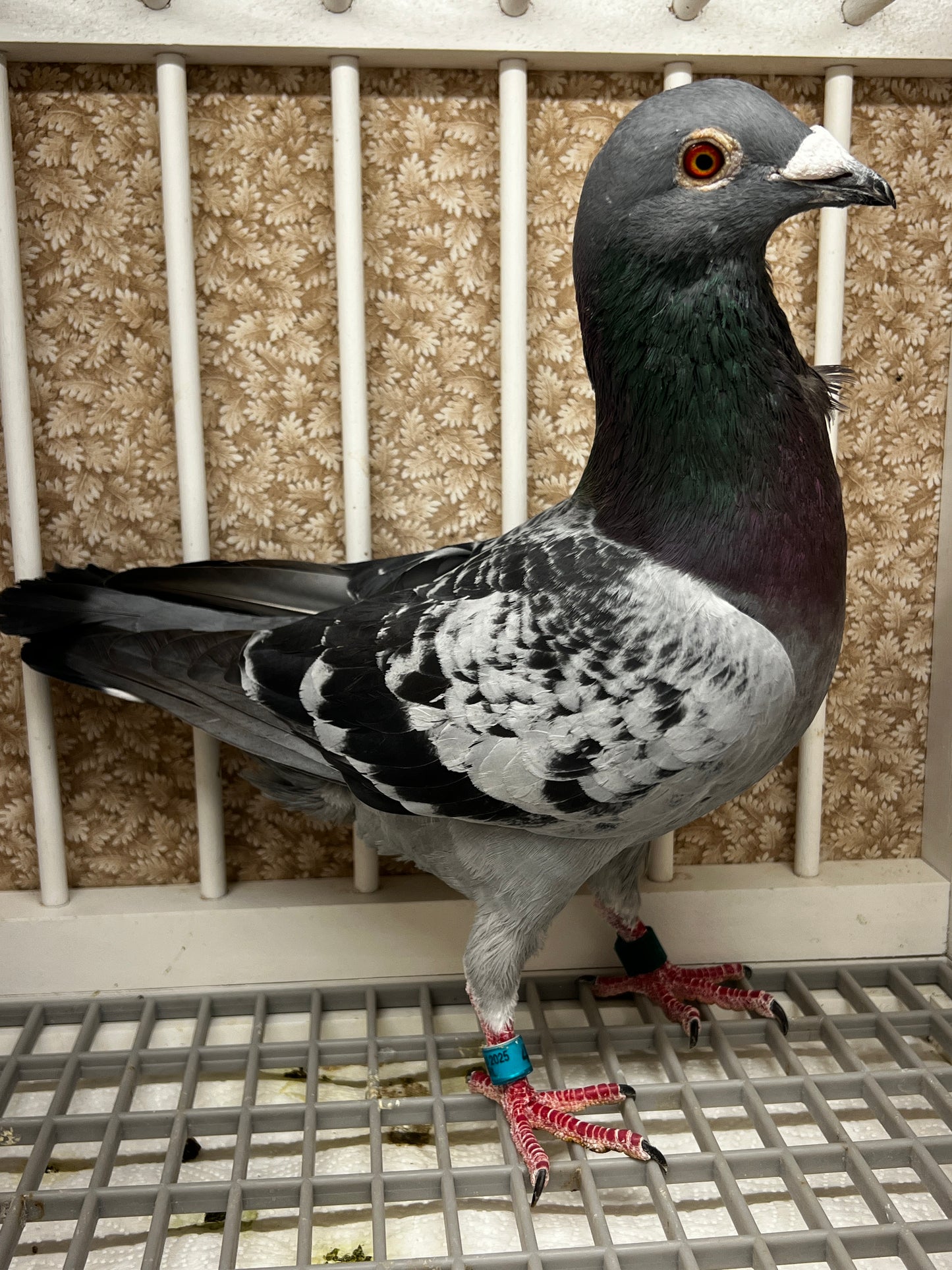 Racing Pigeon "RRL 405”