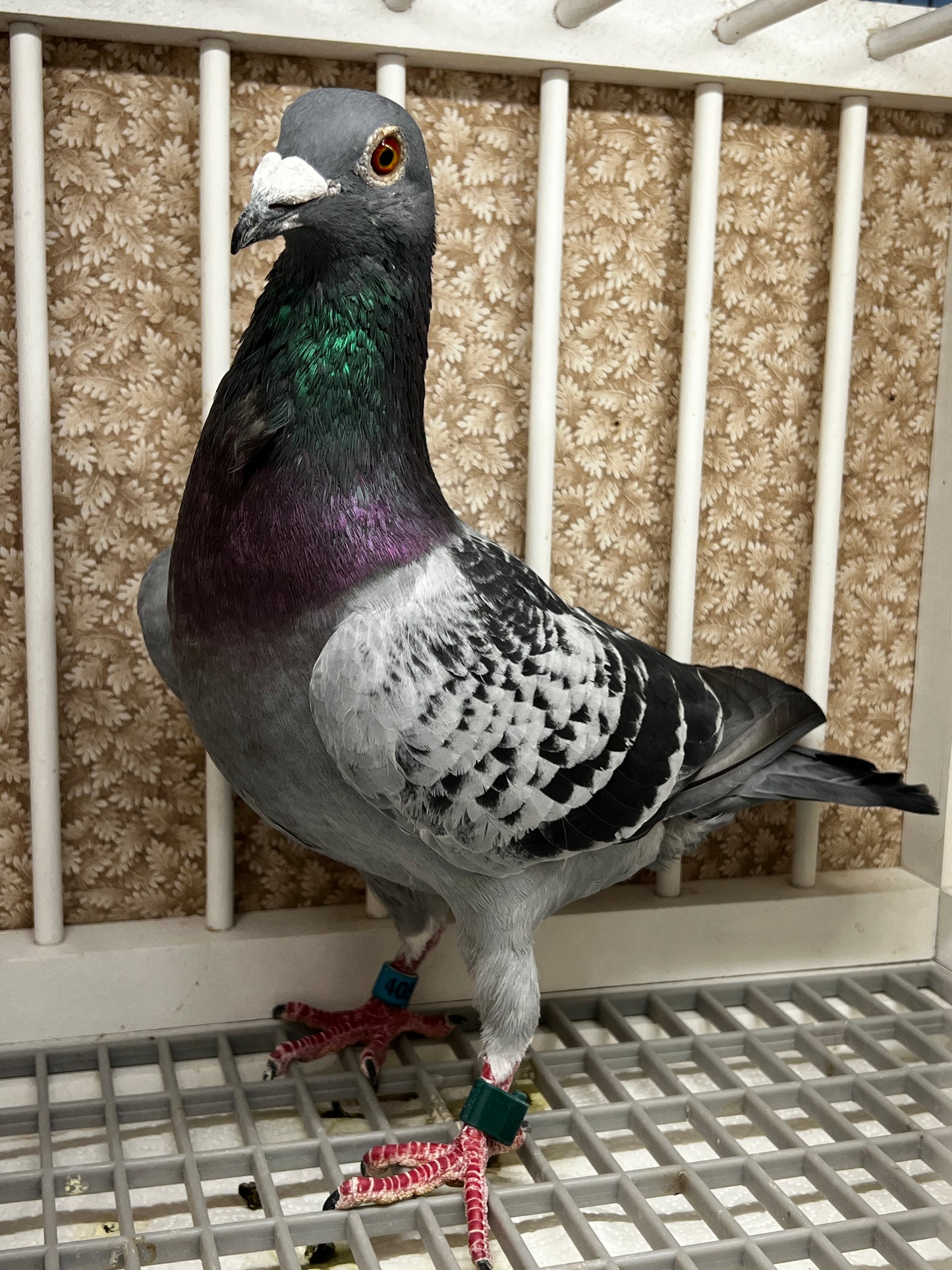 Racing Pigeon "RRL 405”