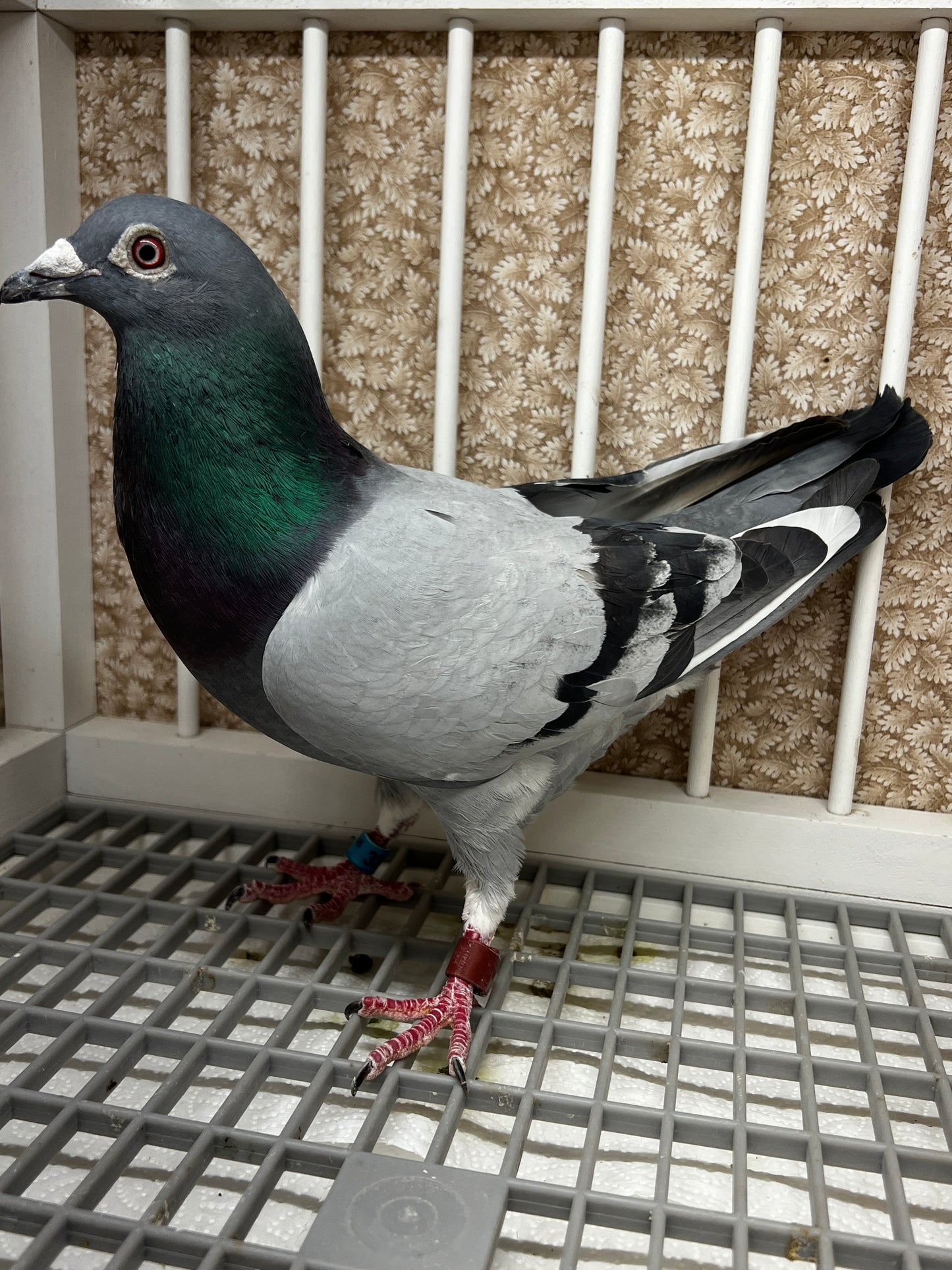 Racing Pigeon (RRL 325)