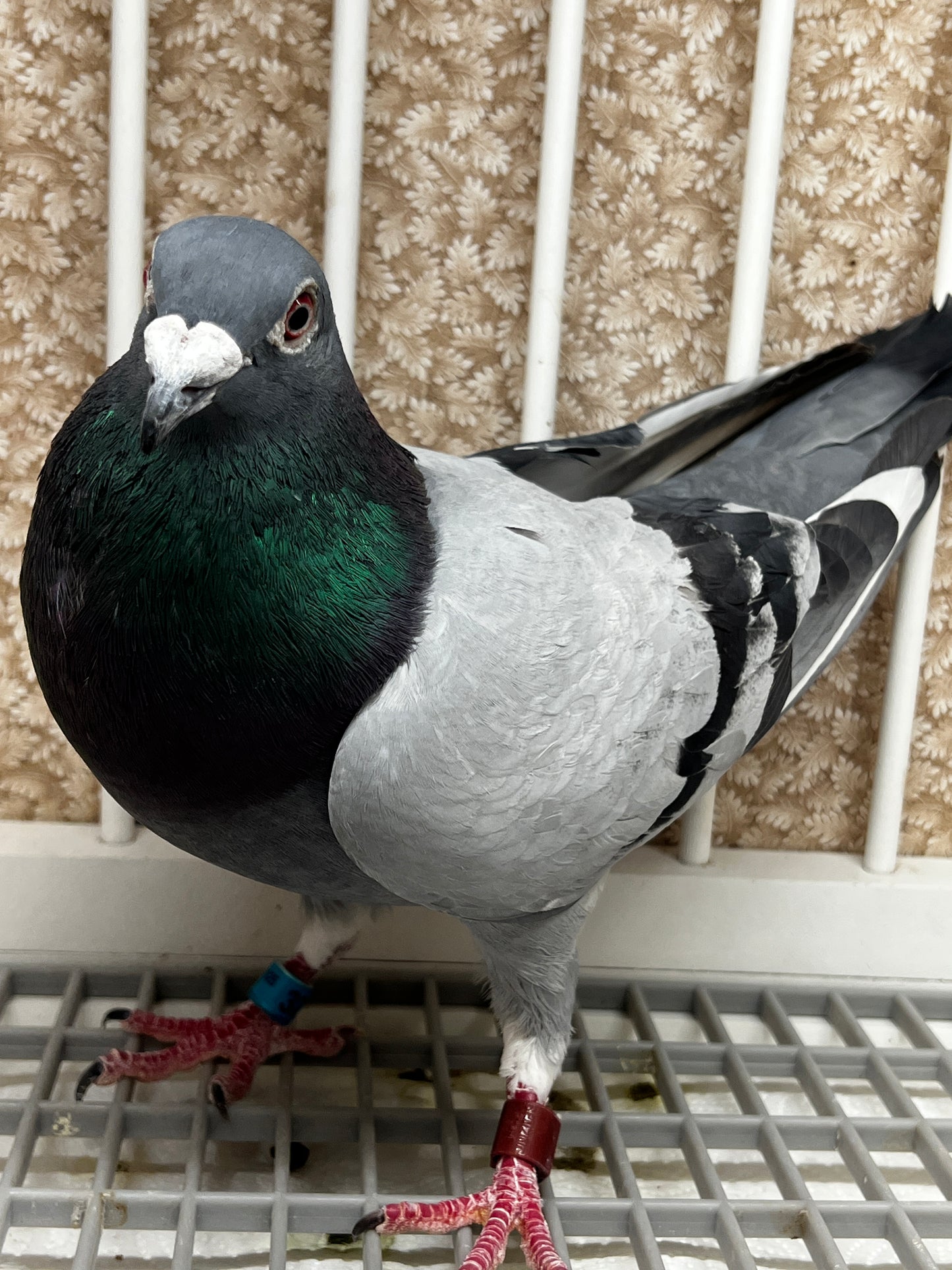 Racing Pigeon (RRL 325)