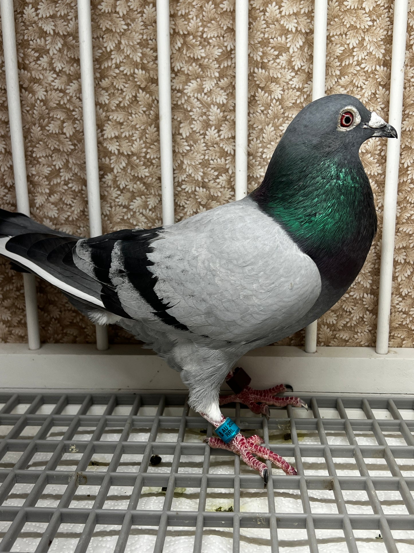 Racing Pigeon (RRL 325)