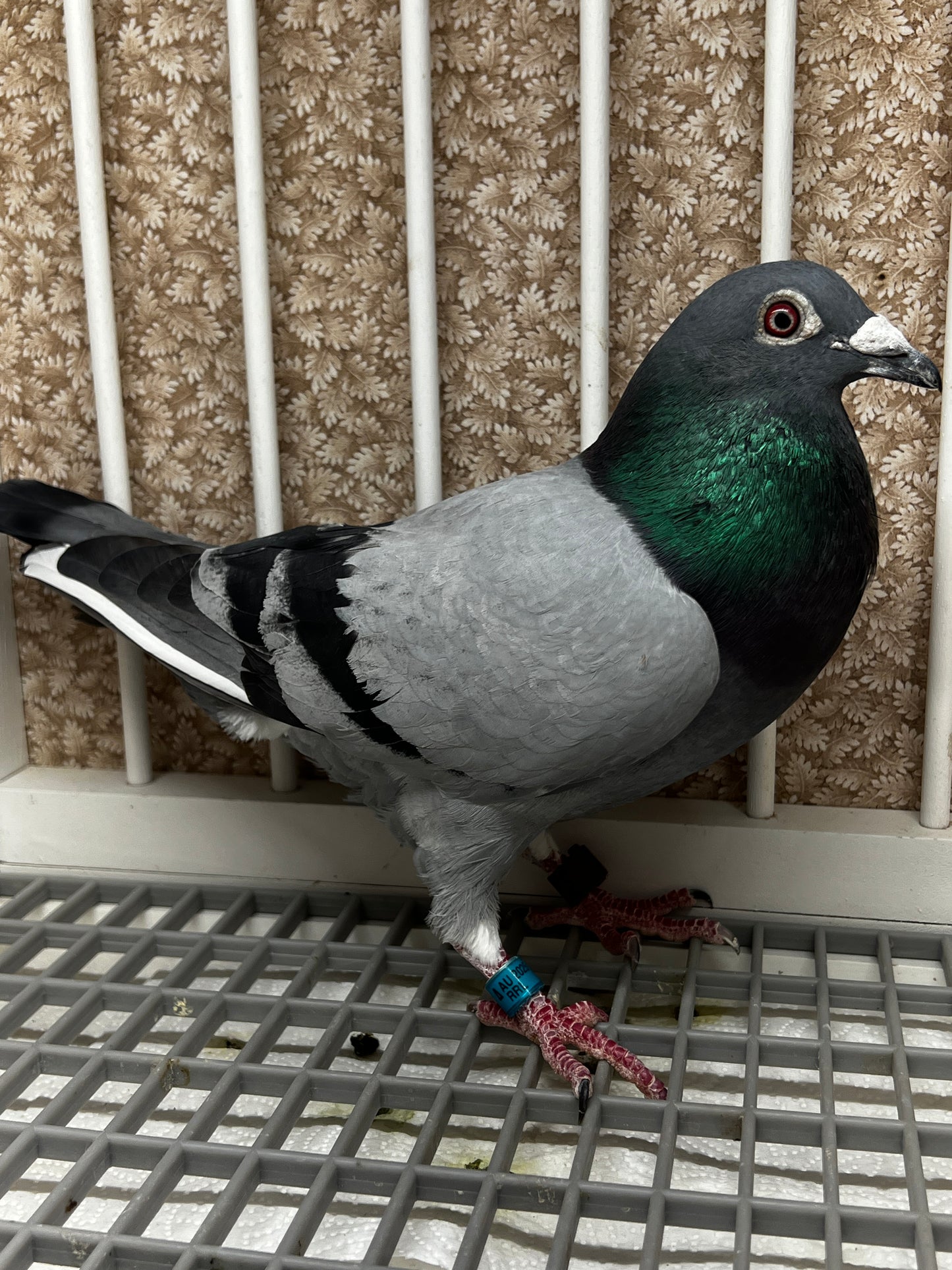 Racing Pigeon (RRL 325)