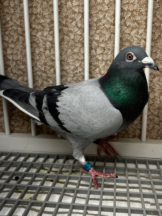 Racing Pigeon (RRL 325)