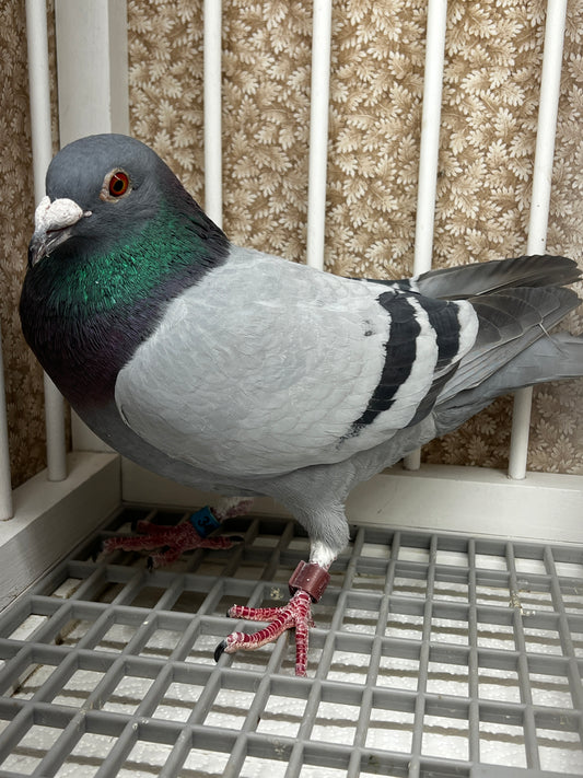 Racing Pigeon (RRL 349)