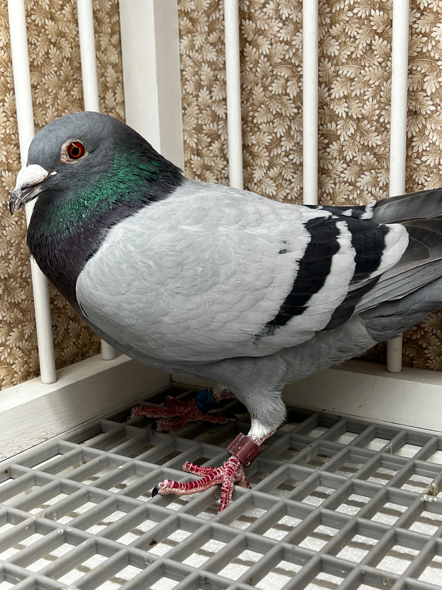 Racing Pigeon (RRL 349)