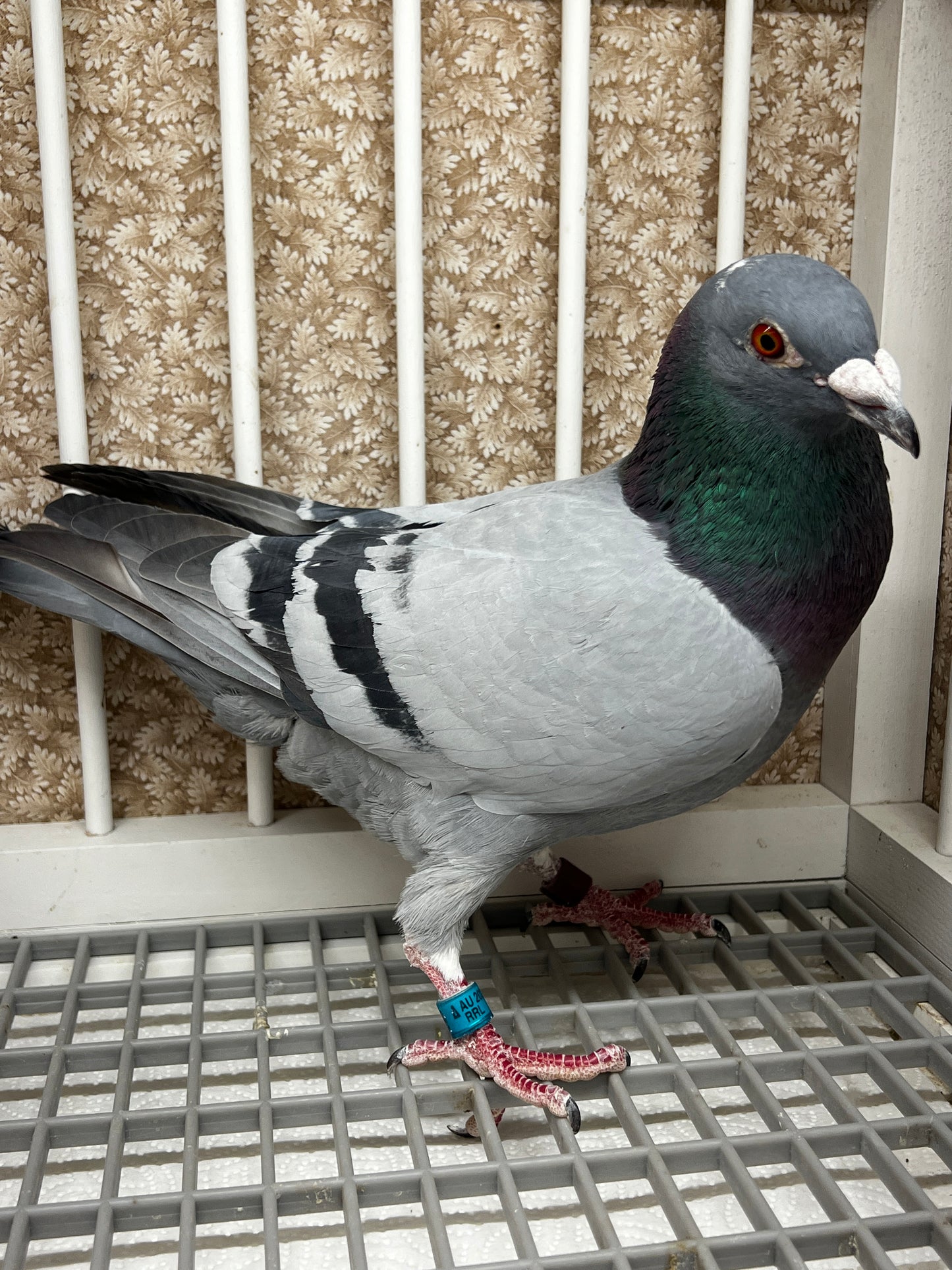Racing Pigeon (RRL 349)