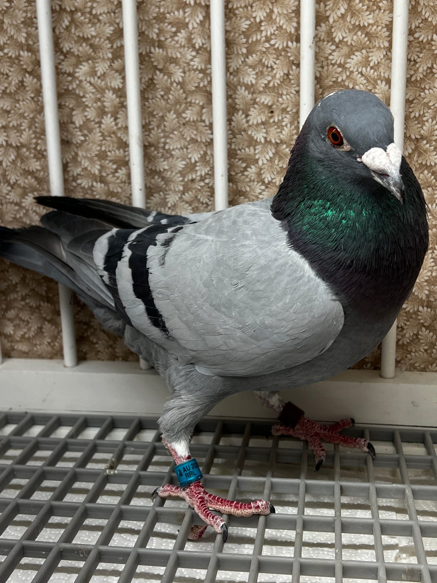 Racing Pigeon (RRL 349)