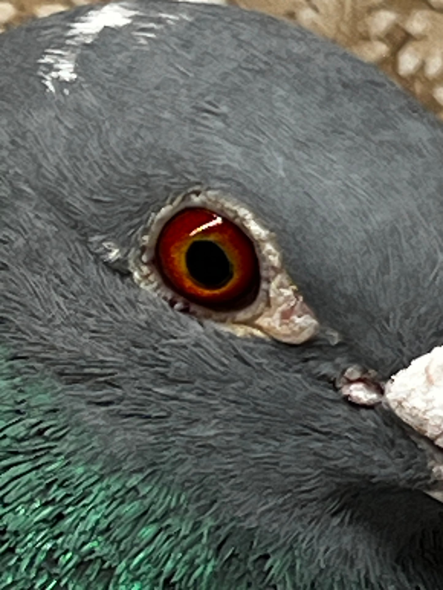 Racing Pigeon (RRL 349)