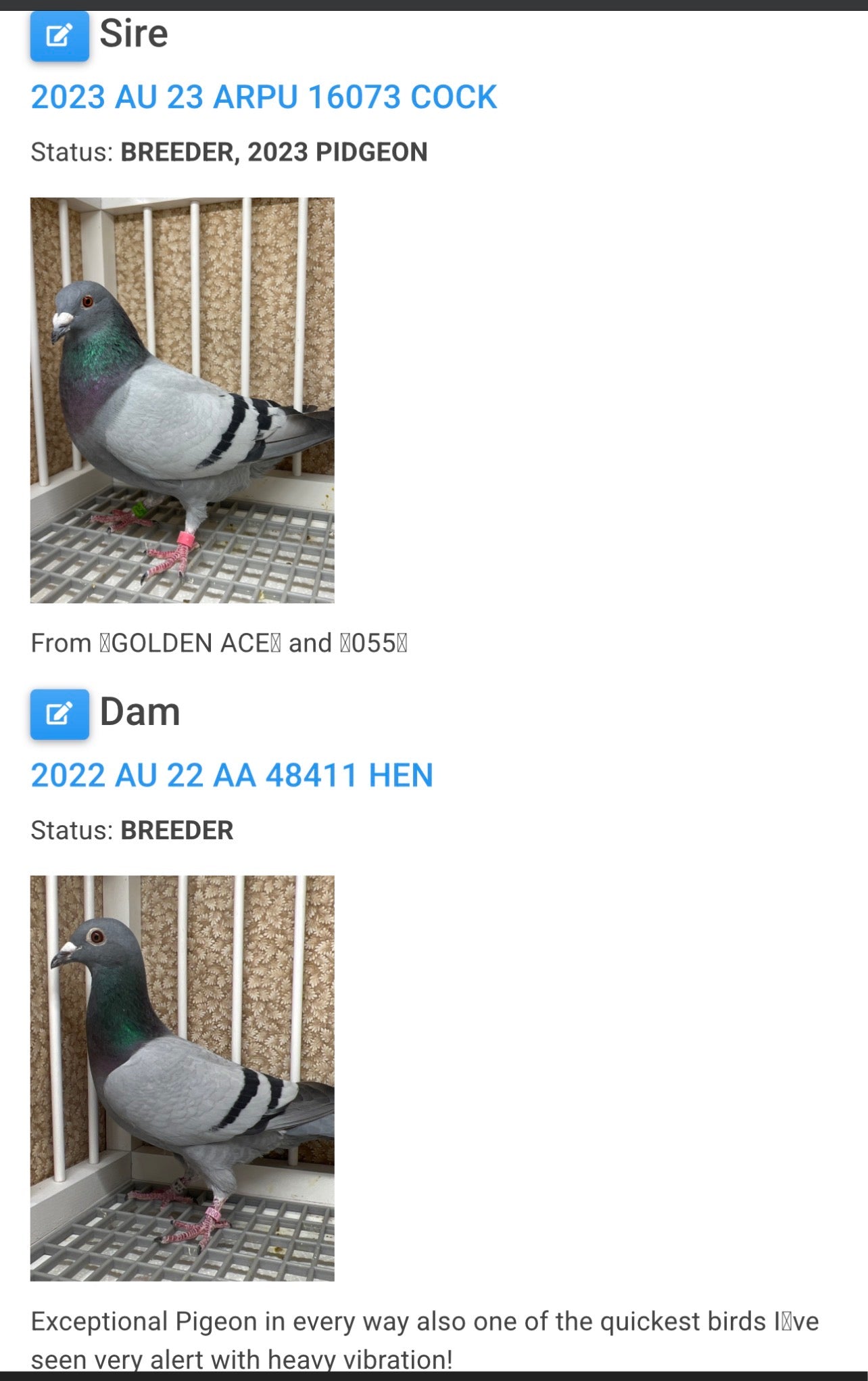 Racing Pigeon (RRL 349)