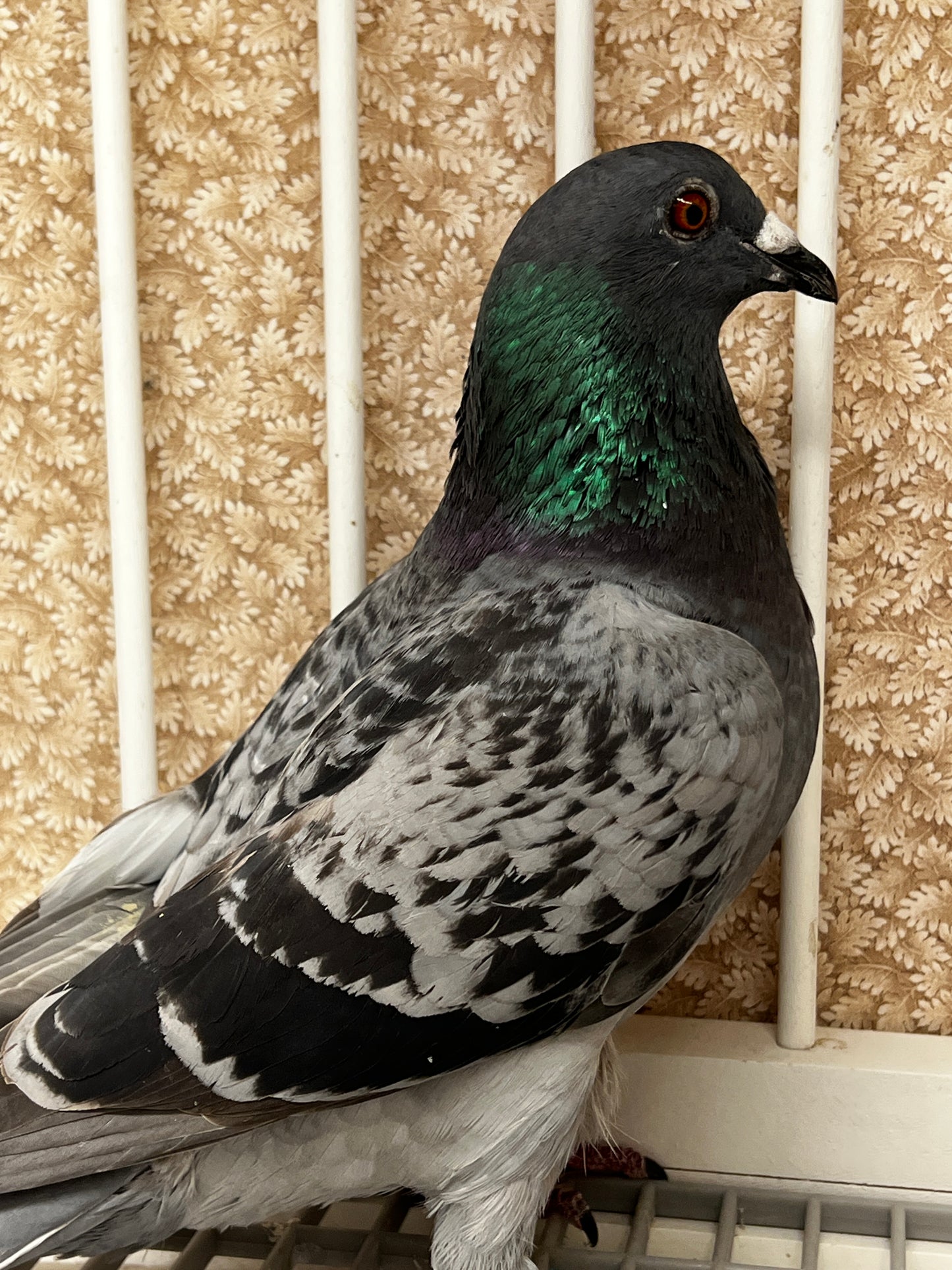Racing Pigeon (RRL 314)