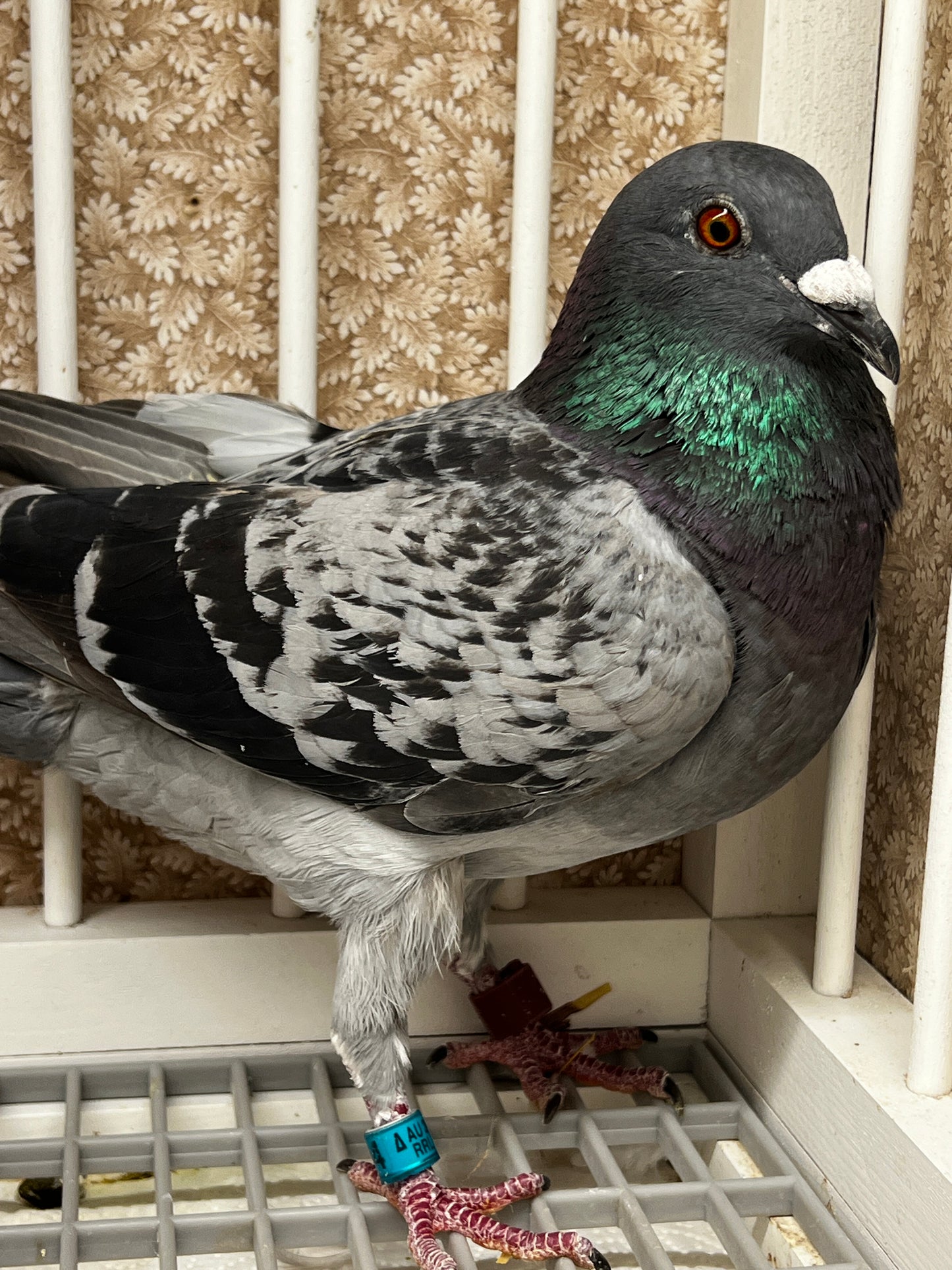 Racing Pigeon (RRL 314)