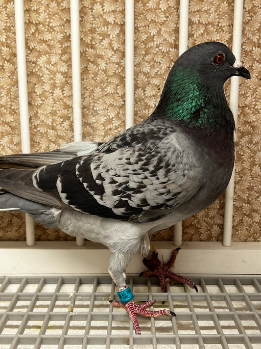 Racing Pigeon (RRL 314)