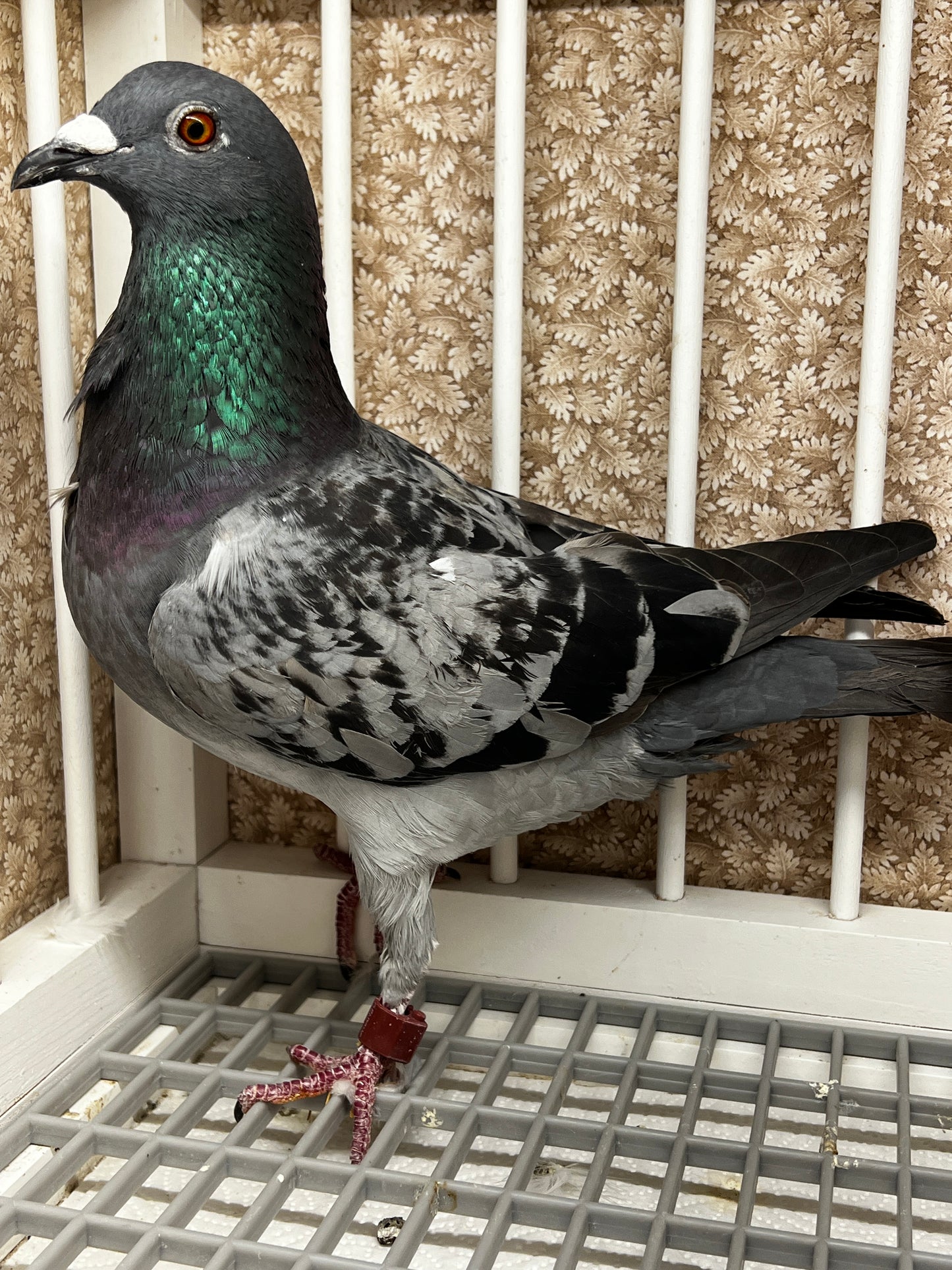 Racing Pigeon (RRL 314)