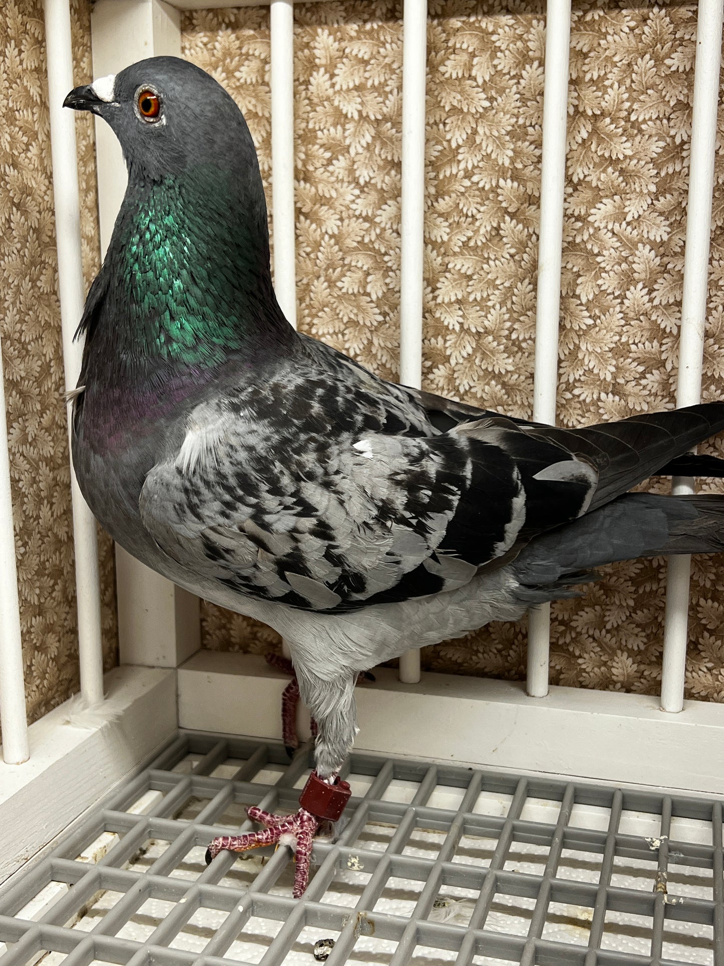 Racing Pigeon (RRL 314)