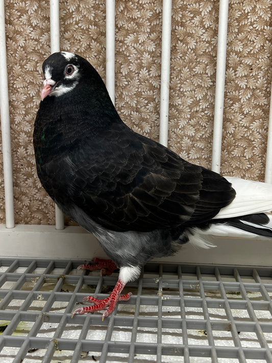 Birmingham Roller Pigeon "8606”