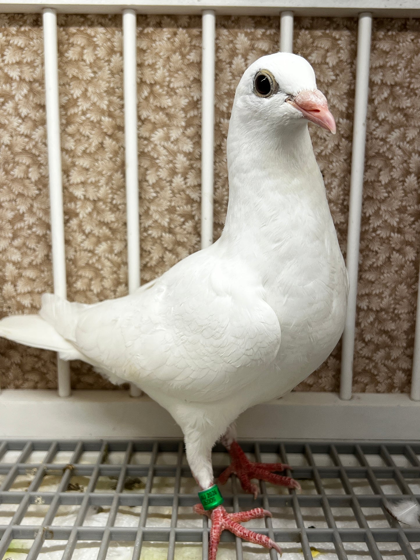 2026 Rocky Ridge white pigeon "JEDDS 8612”