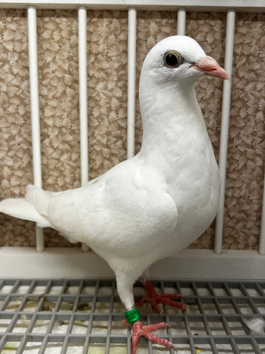 2026 Rocky Ridge white pigeon "JEDDS 8612”