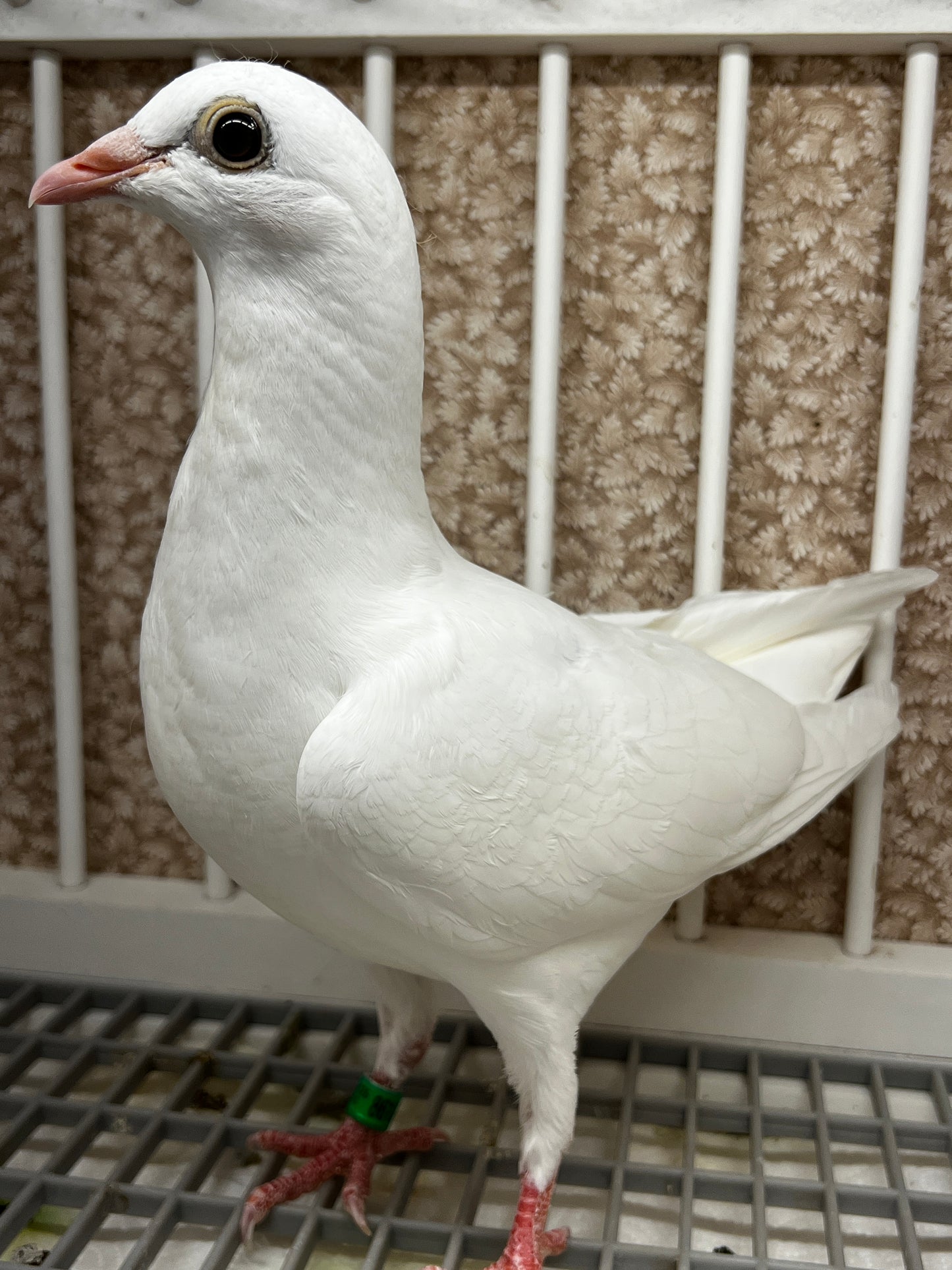 2026 Rocky Ridge white pigeon "JEDDS 8612”