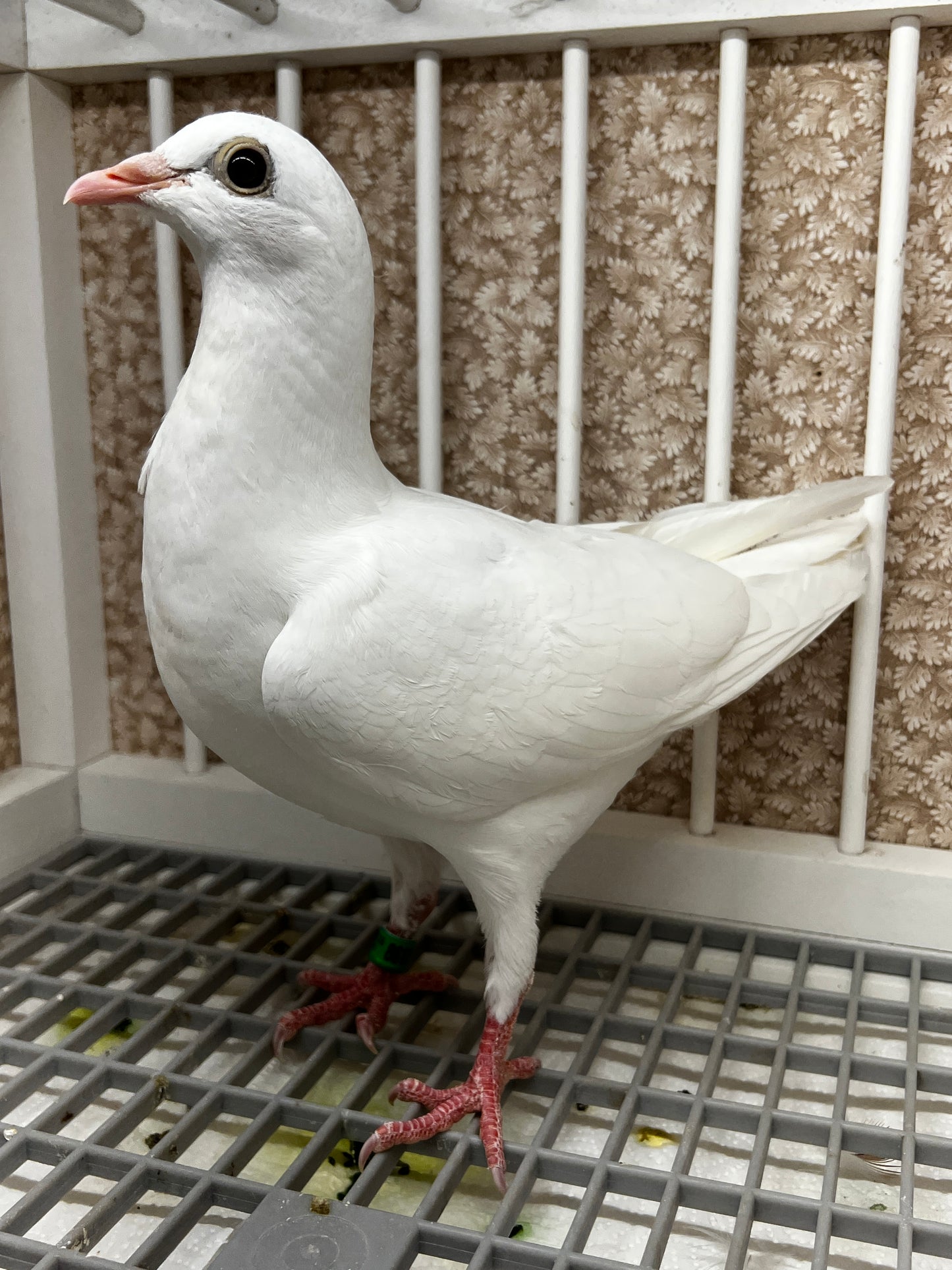 2026 Rocky Ridge white pigeon "JEDDS 8612”